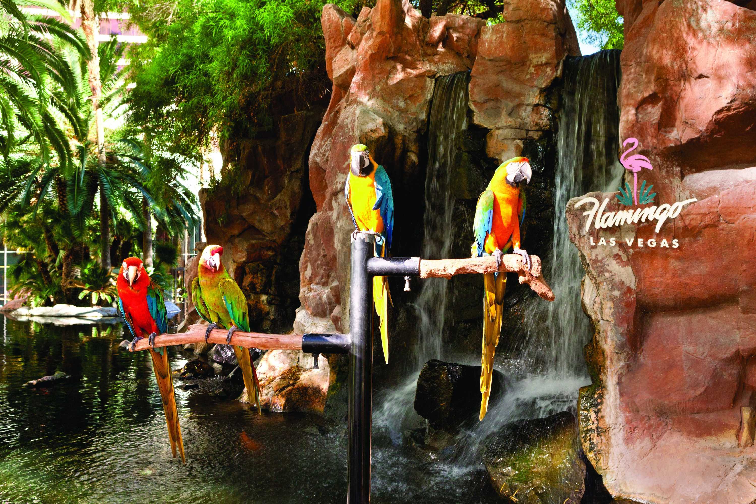 Gift card for Flamingo Las Vegas Hotel & Casino Gift card for Flamingo Las Vegas Hotel & Casino