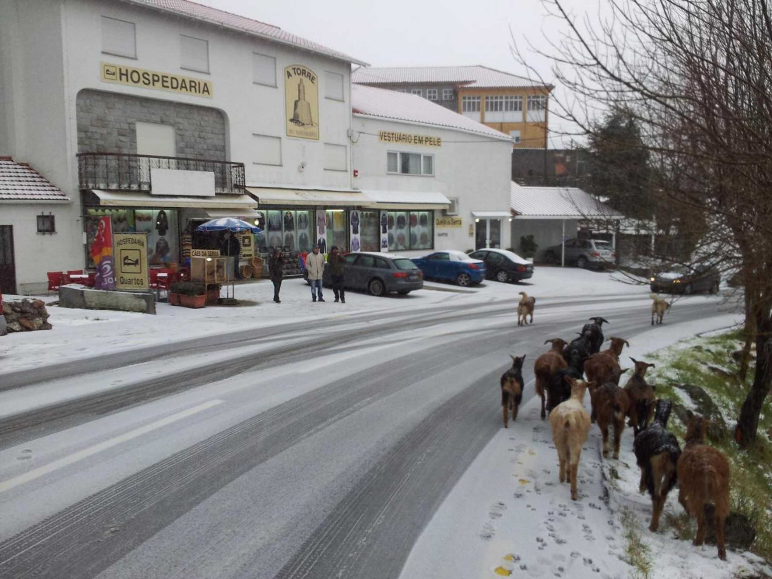 Gift card for A Torre no Sabugueiro