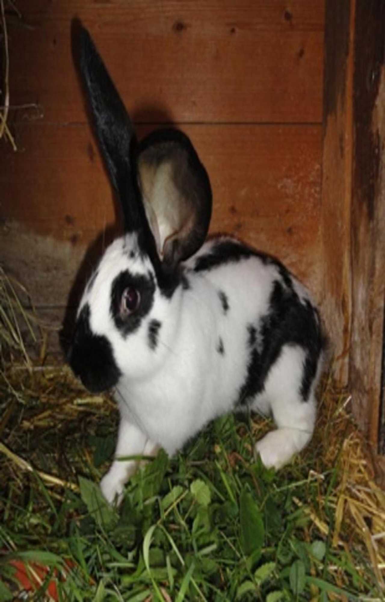 Gift card for Urlaub im Herrenholz - Familie Schwarz