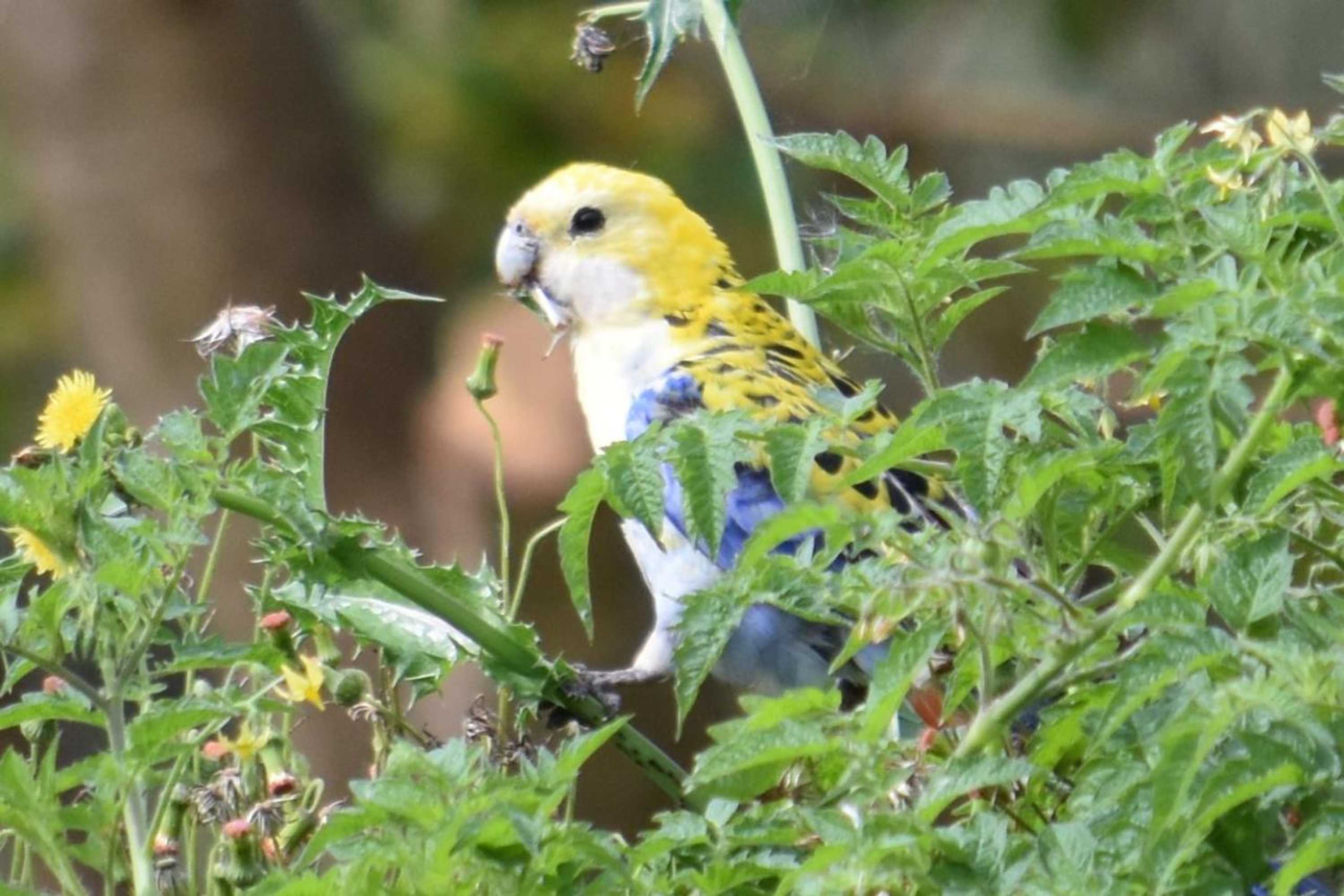 Gift card for Mapleton Springs