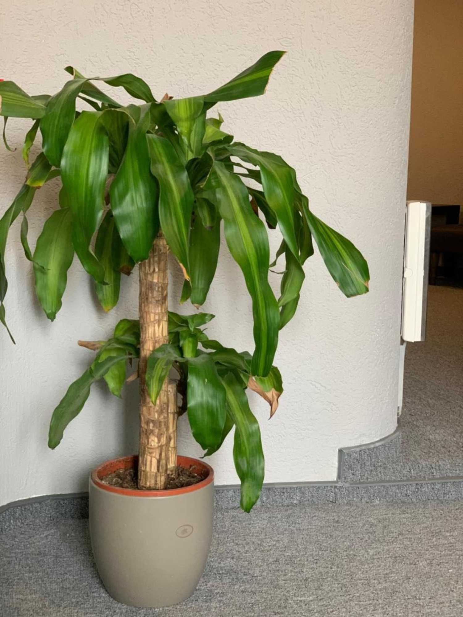 Gift card for Swiss Chalet Zur Krummen Eich