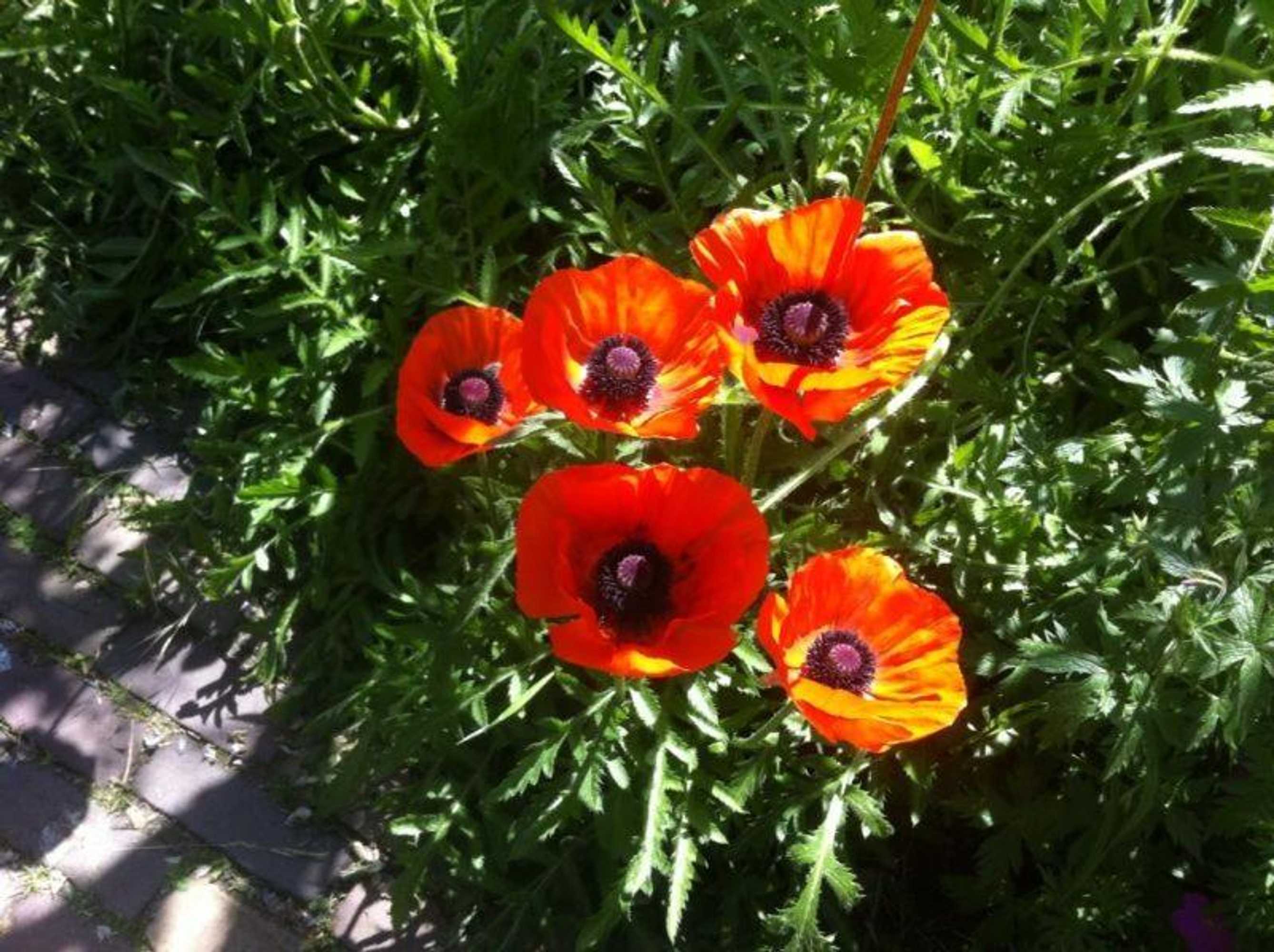 Gift card for La-Perchade