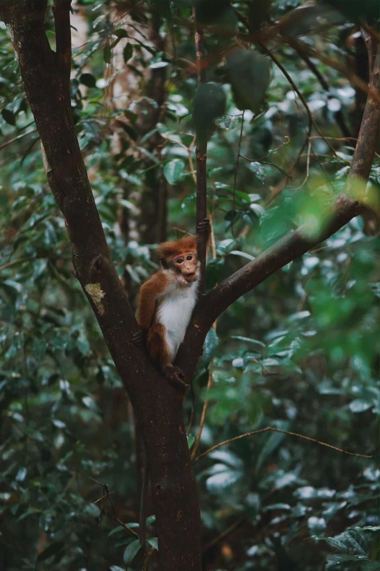 Gift card for Sinharaja Forest Gate Gift card for Sinharaja Forest Gate