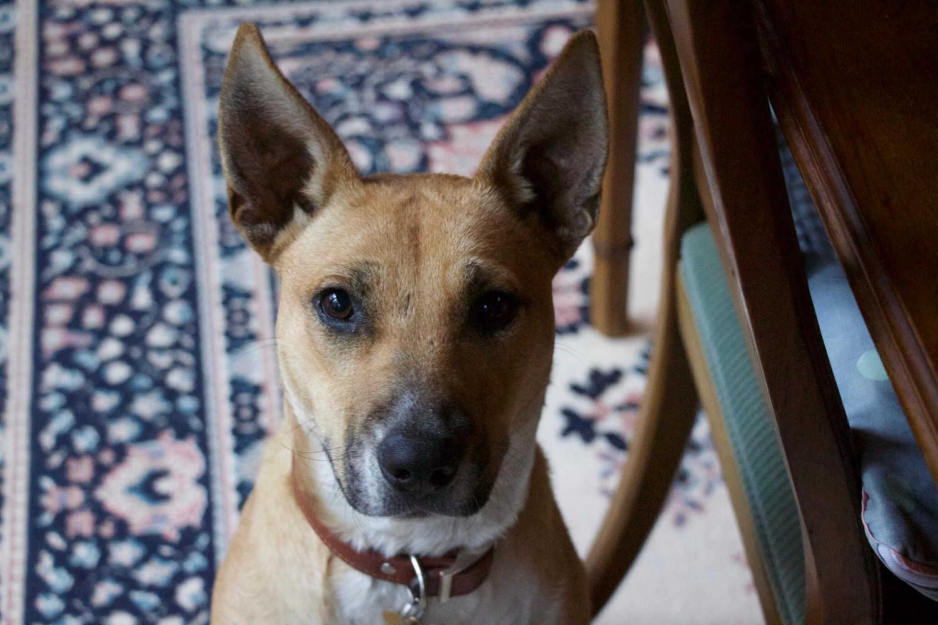 Gift card for The Rustic Spirit