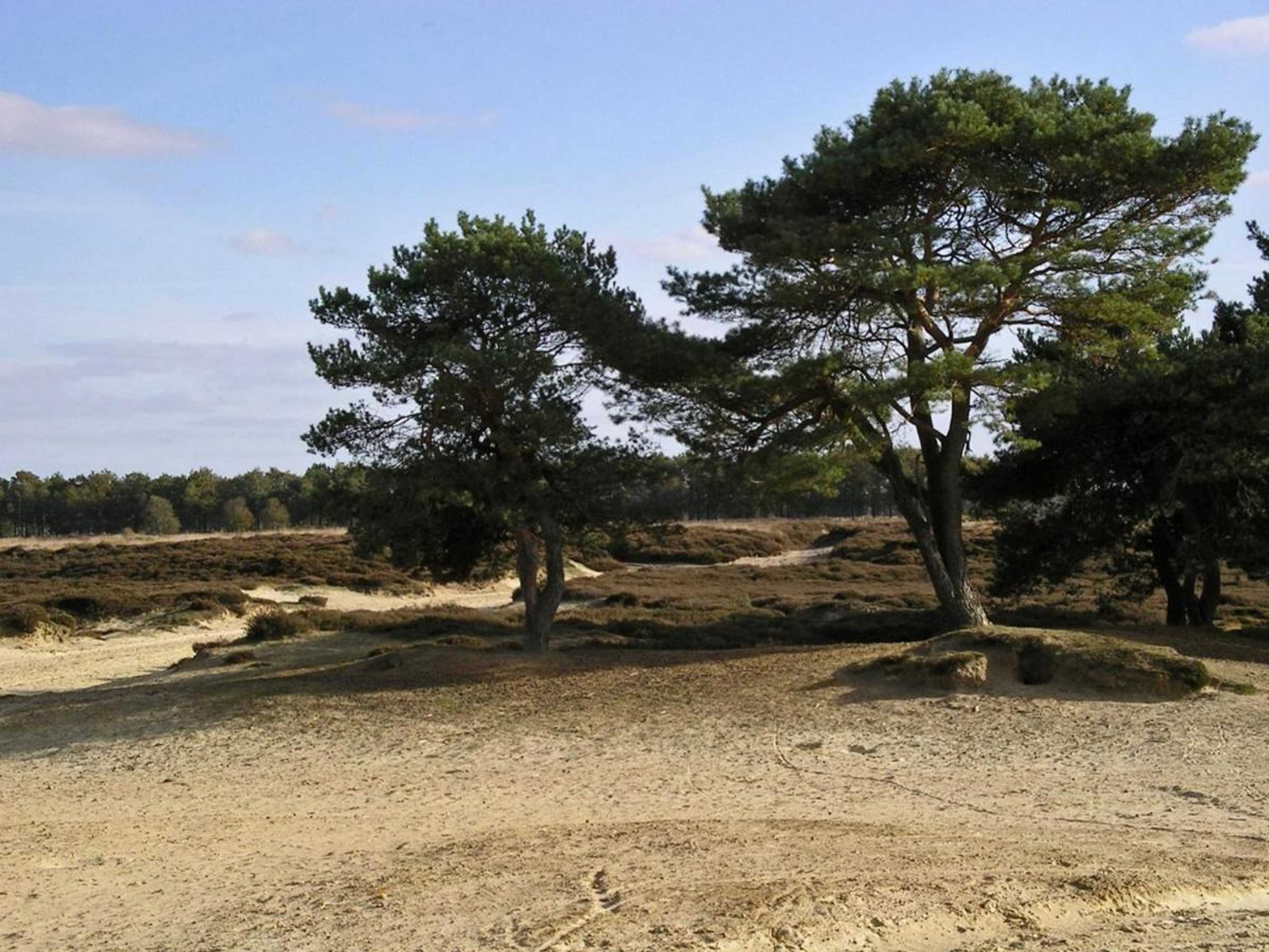 Gift card for Pipowagen