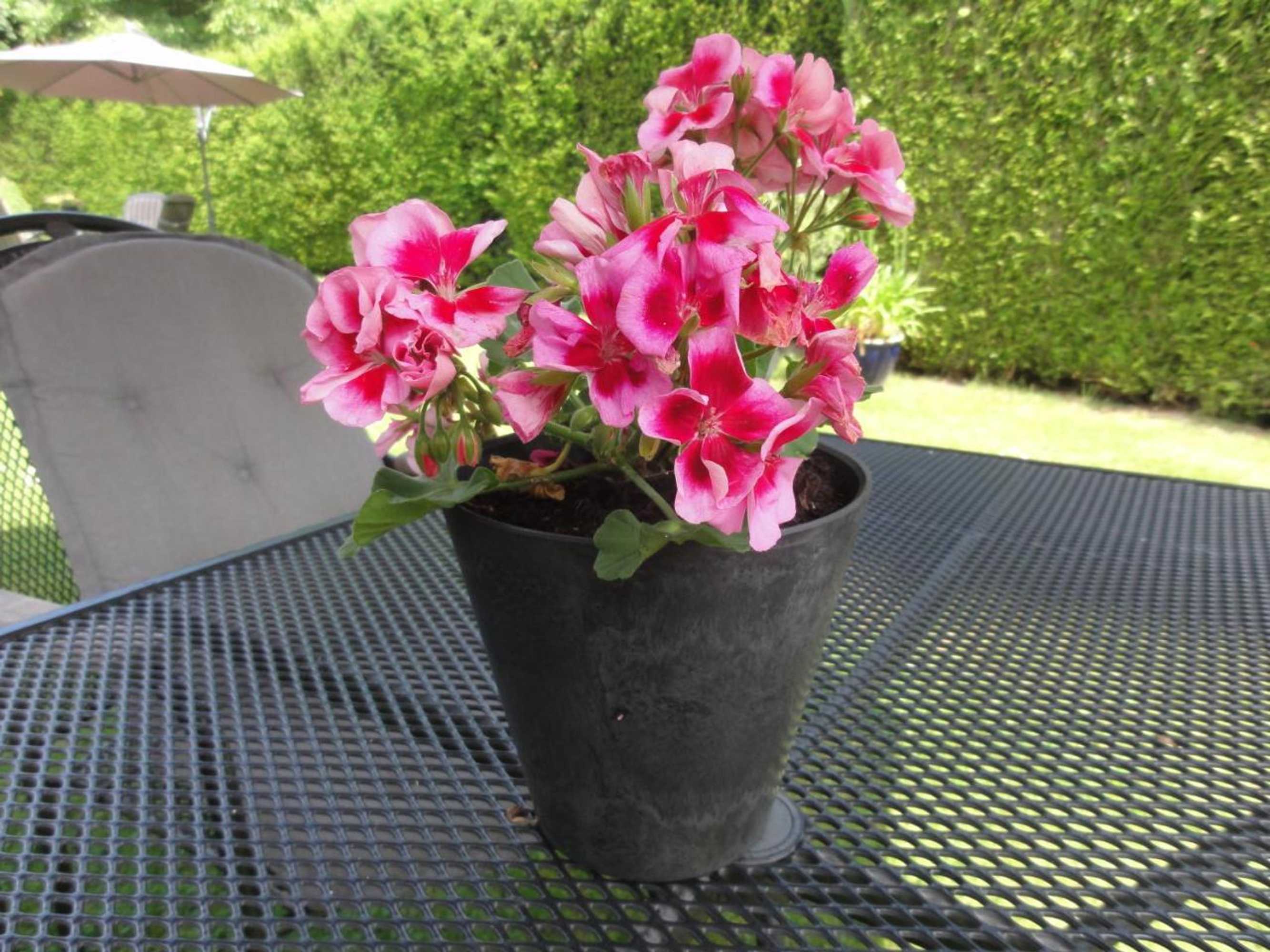 Gift card for B&b Appartementen Engelenhof