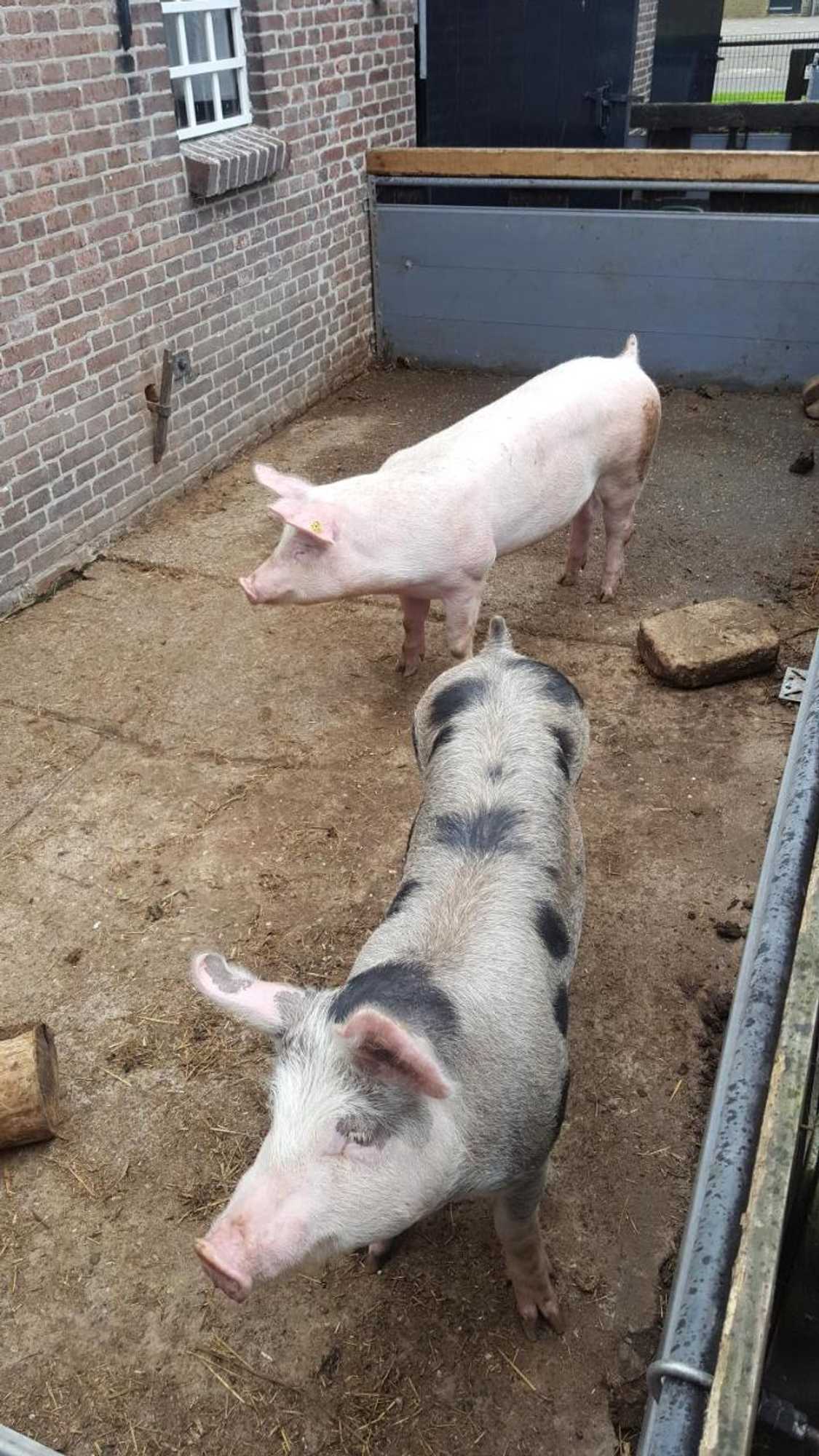 Gift card for De Priesnitzhoeve