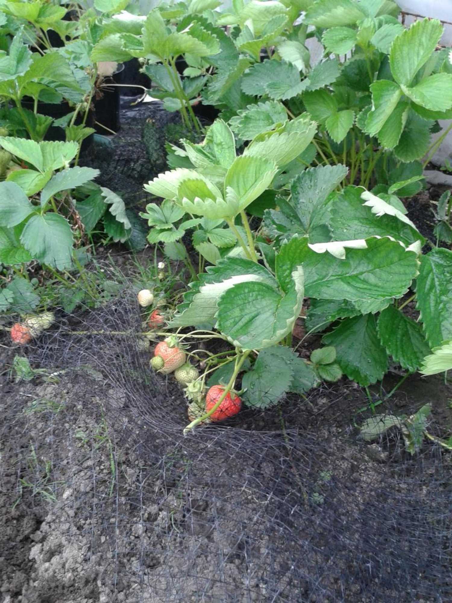 Gift card for Ornum Cottage