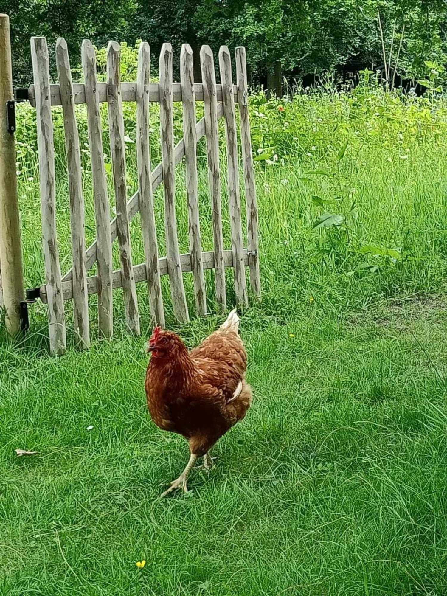 Gift card for Bij de Vlaamse Schuur