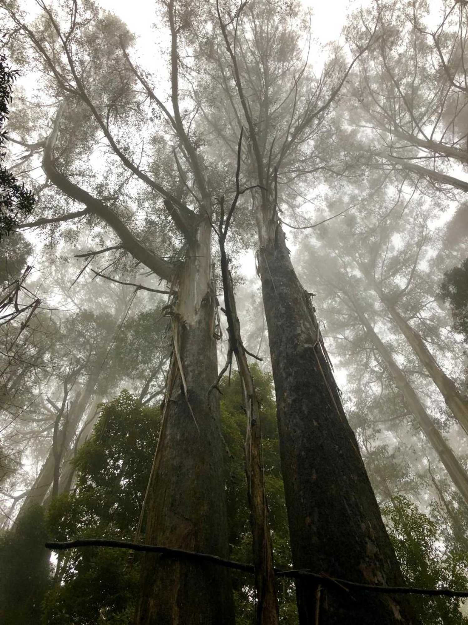 Gift card for Lochiel Luxury Accommodation