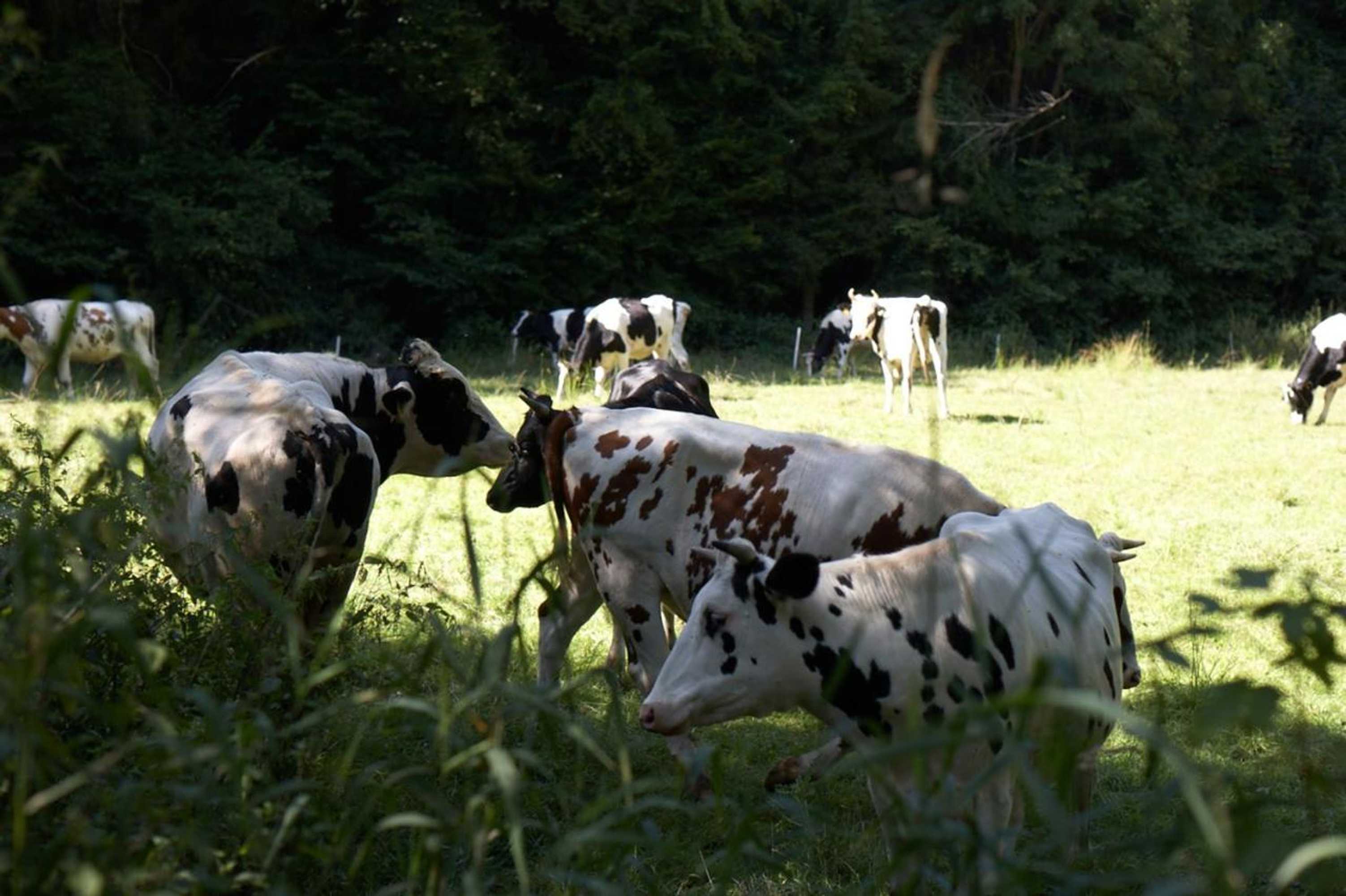 Gift card for Maischeider Hof