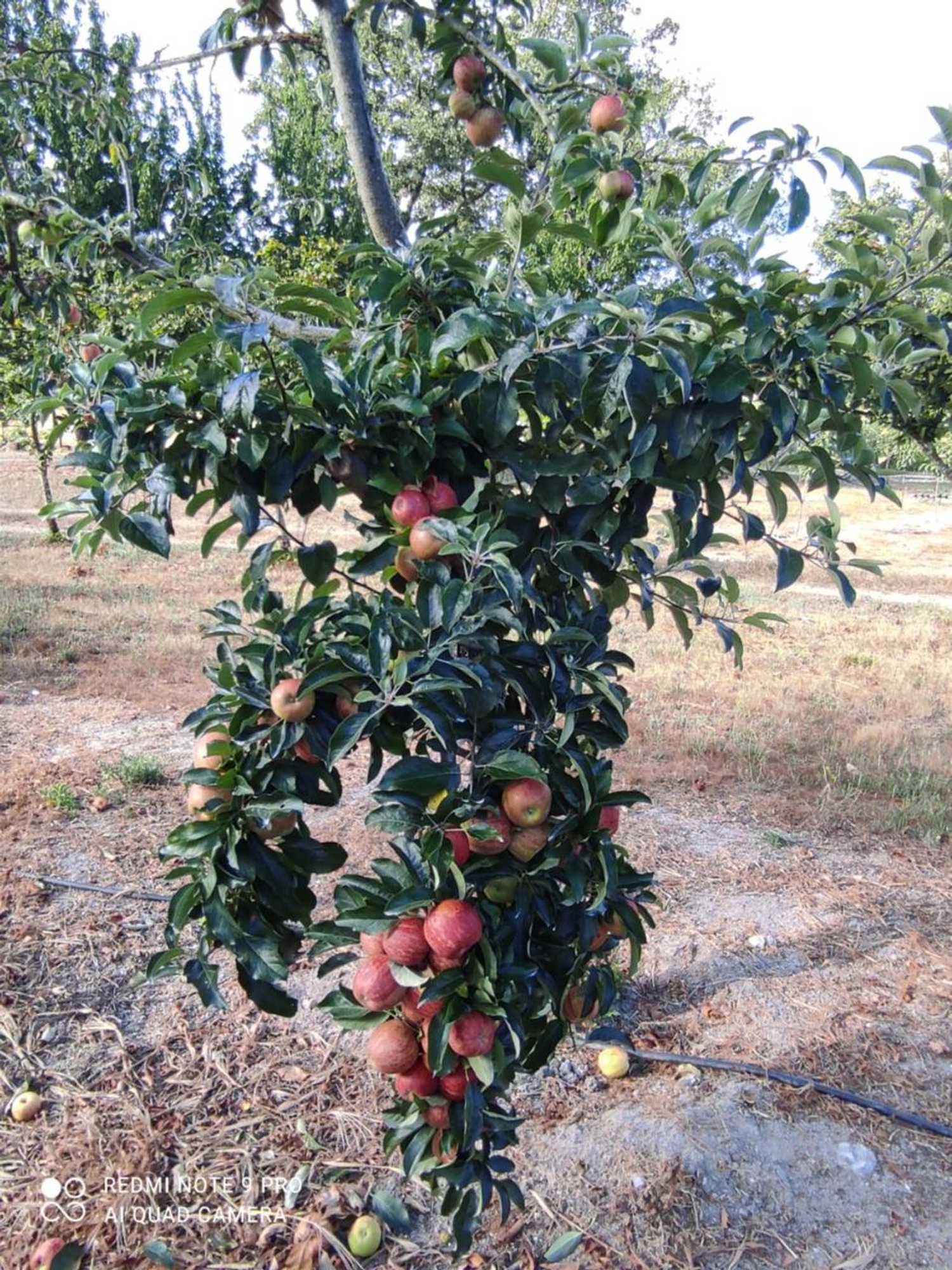 Gift card for Quinta Damigo