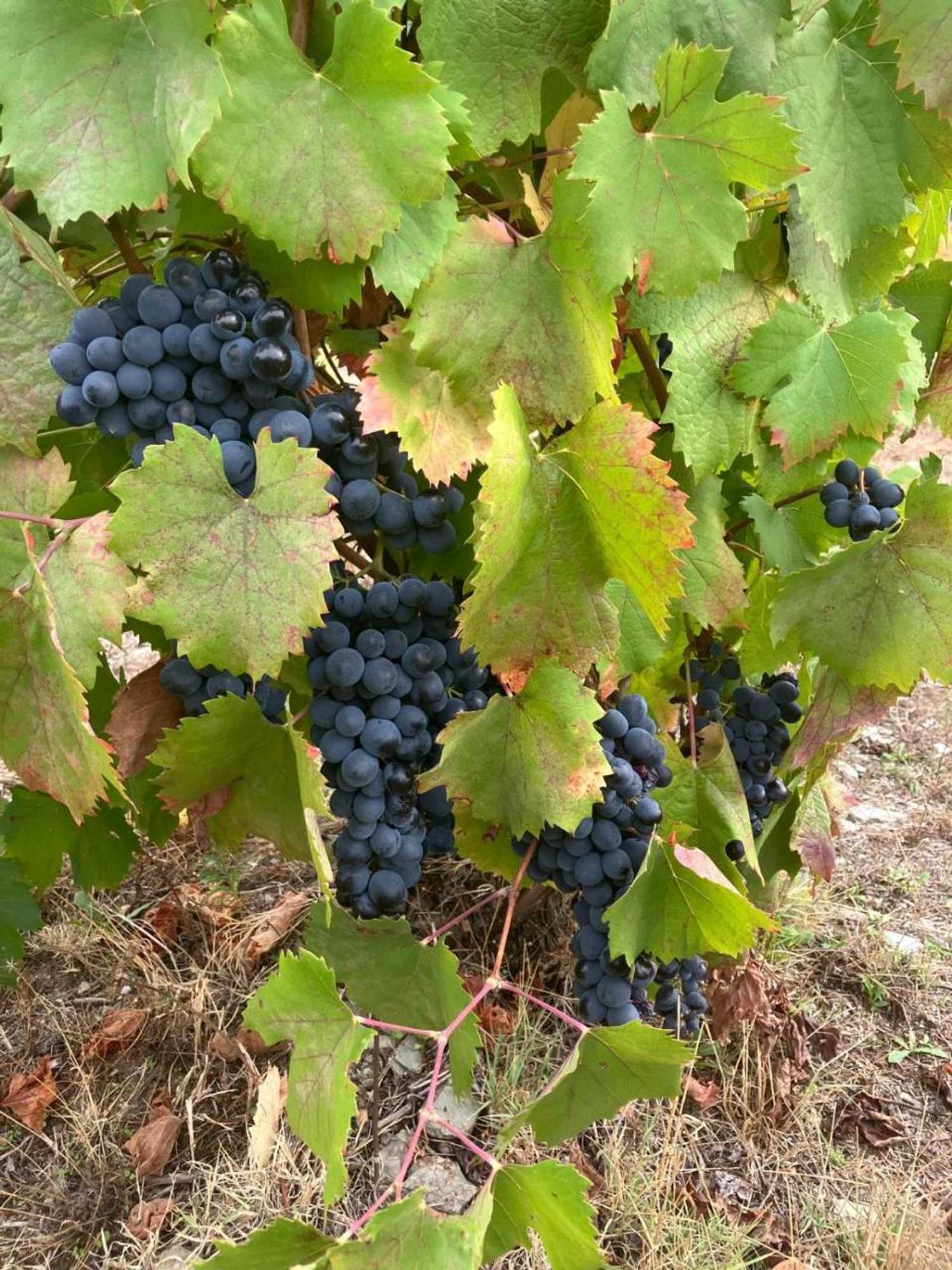 Gift card for Placido Hotel Douro - Tabuaco