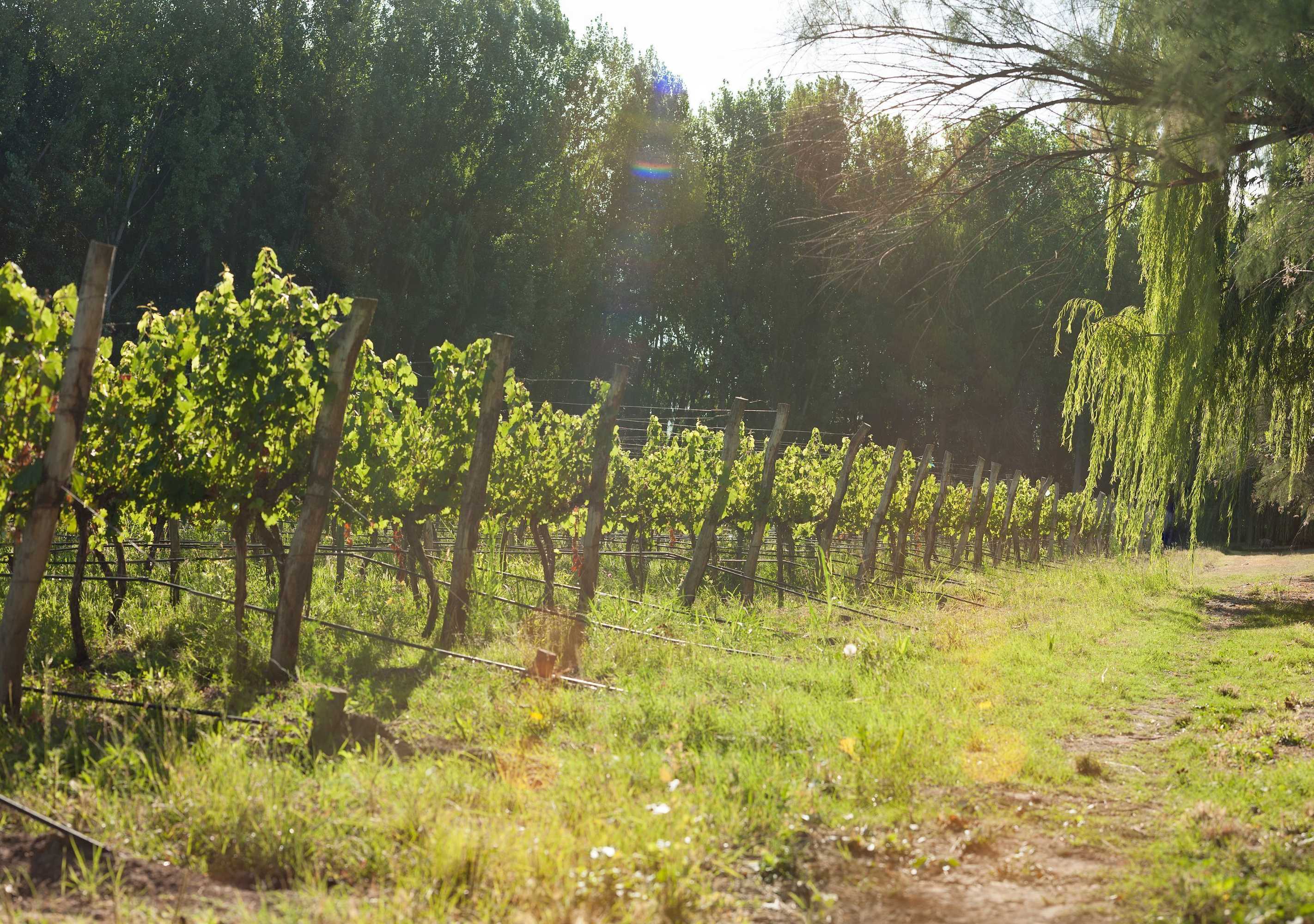 Gift card for Postales by Dot Boutique