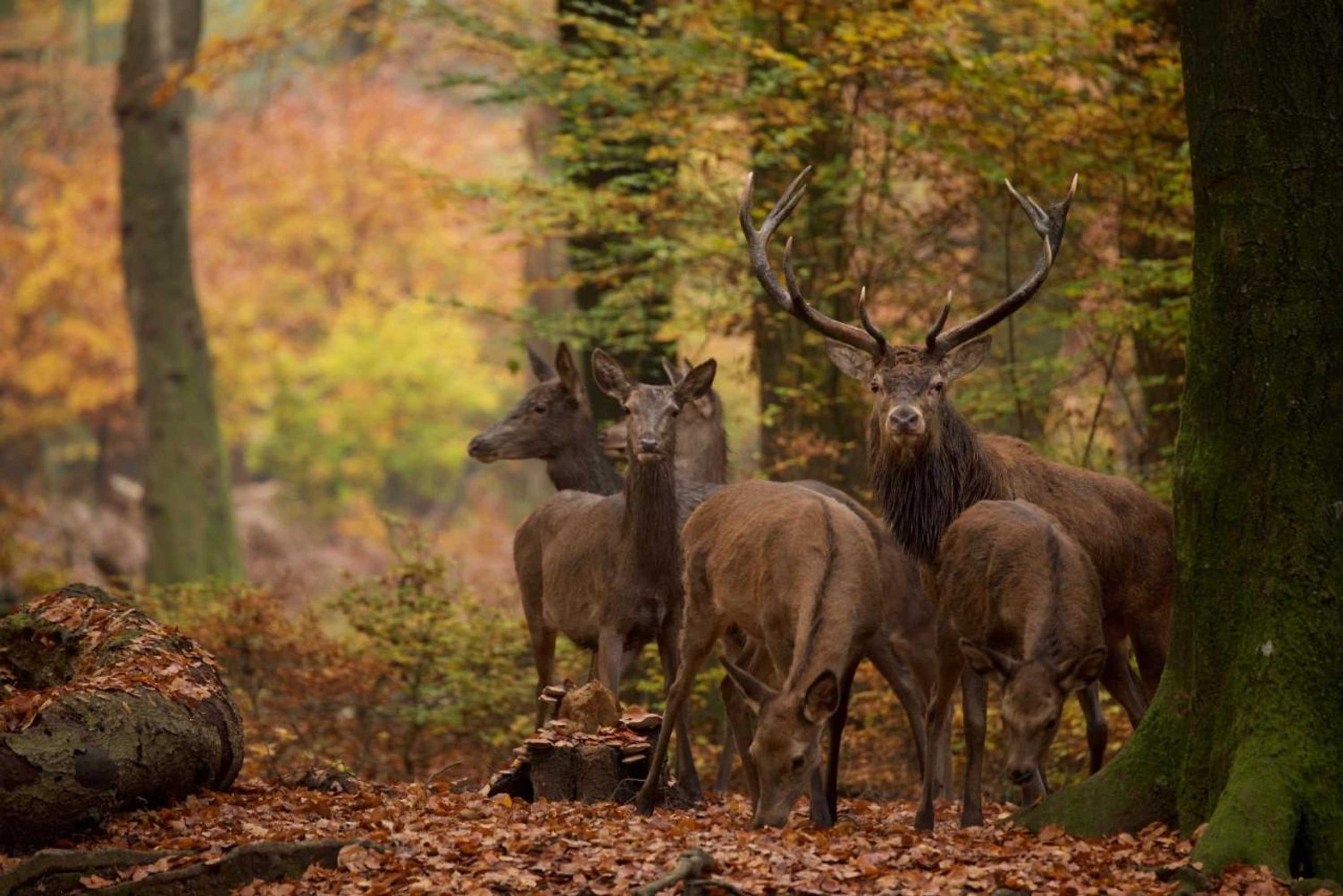 Gift card for 't Witte Hoes