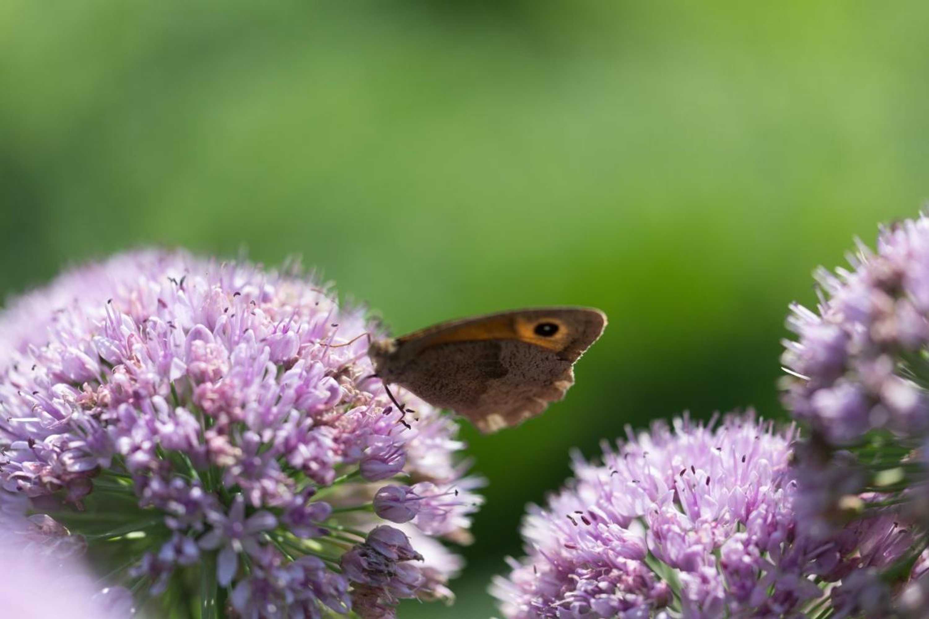 Gift card for Blier Herne