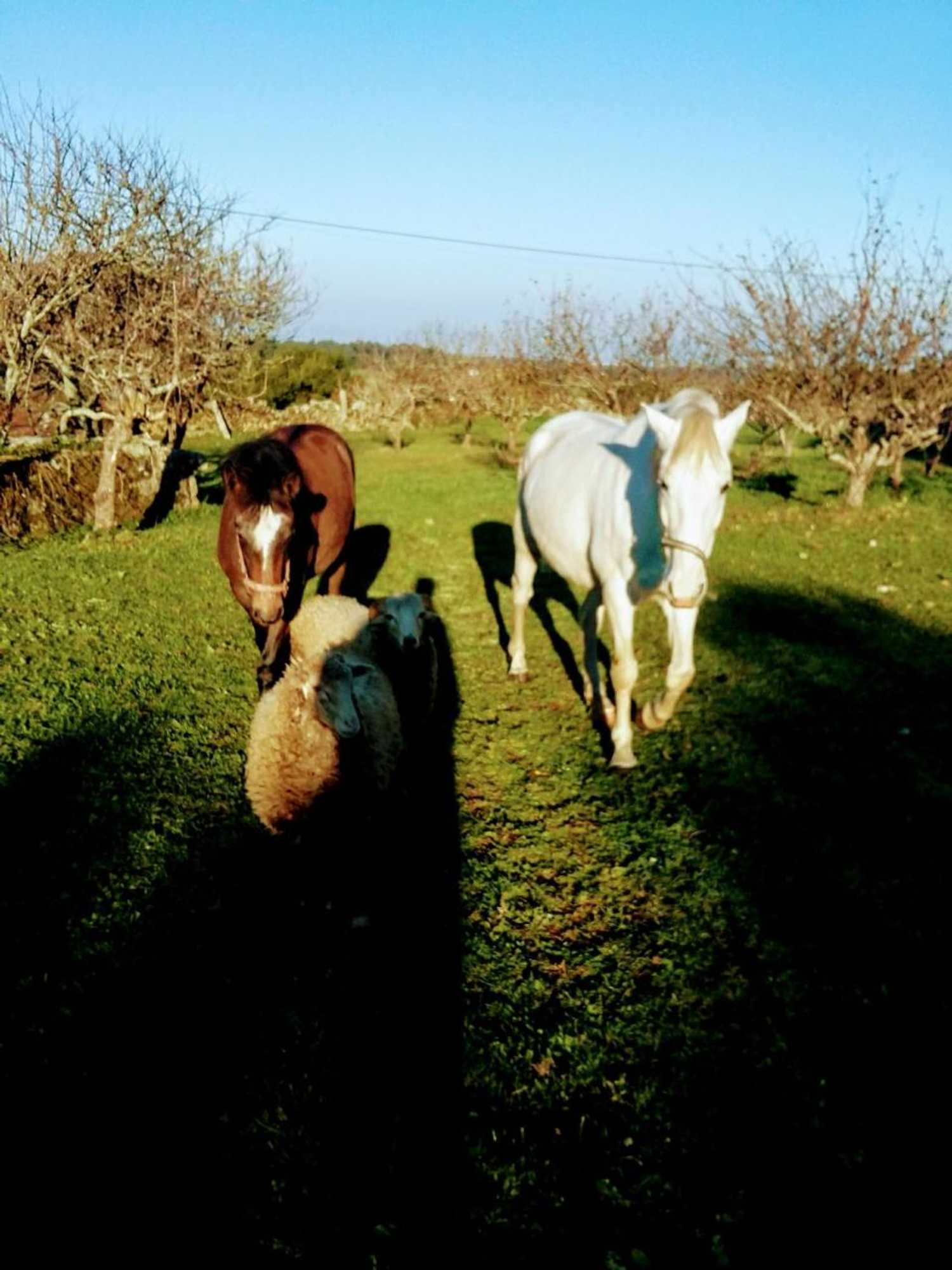 Gift card for Albergue Casa do Sardão Gift card for Albergue Casa do Sardão