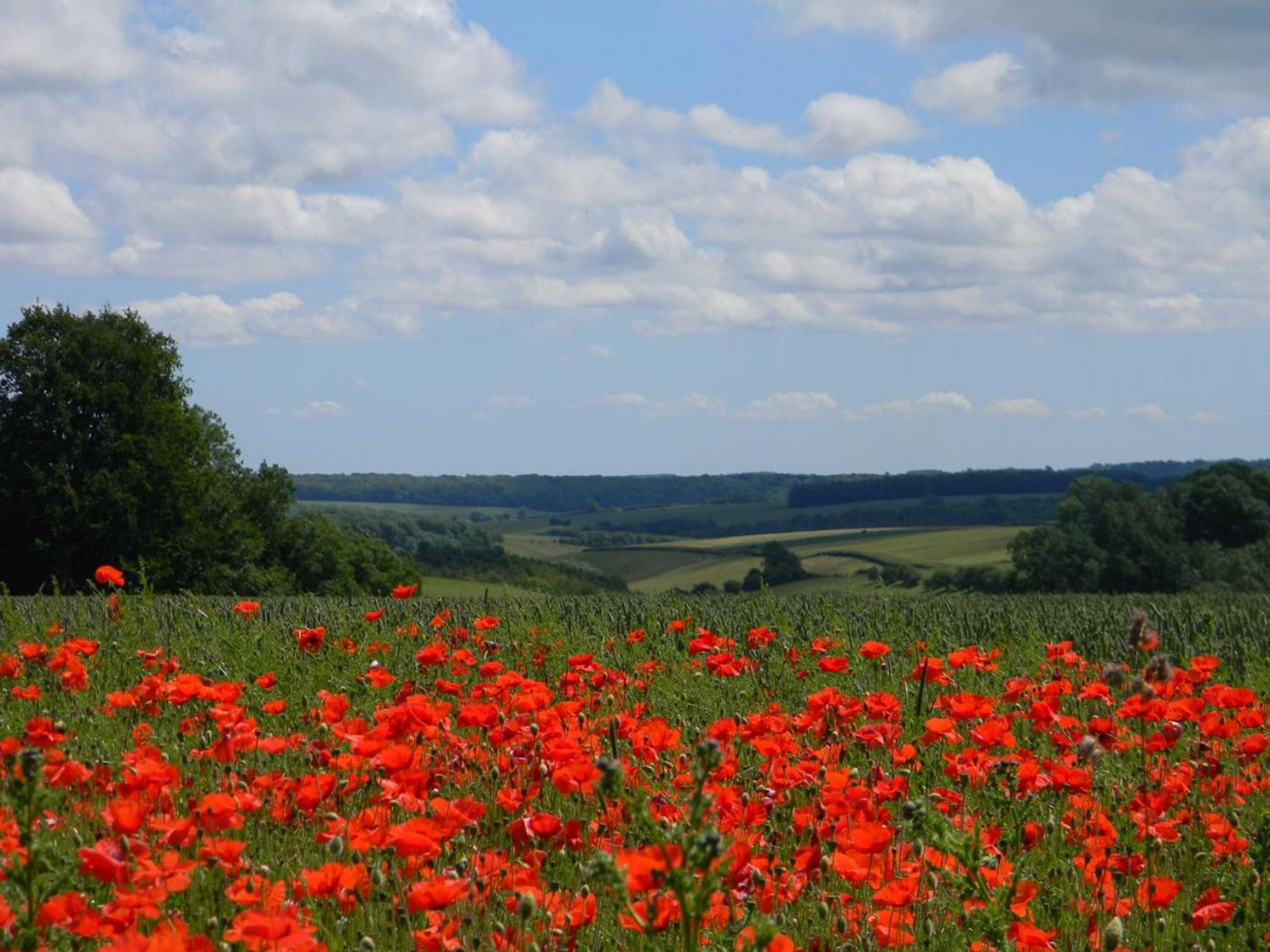Gift card for Poppy Glamping Pod