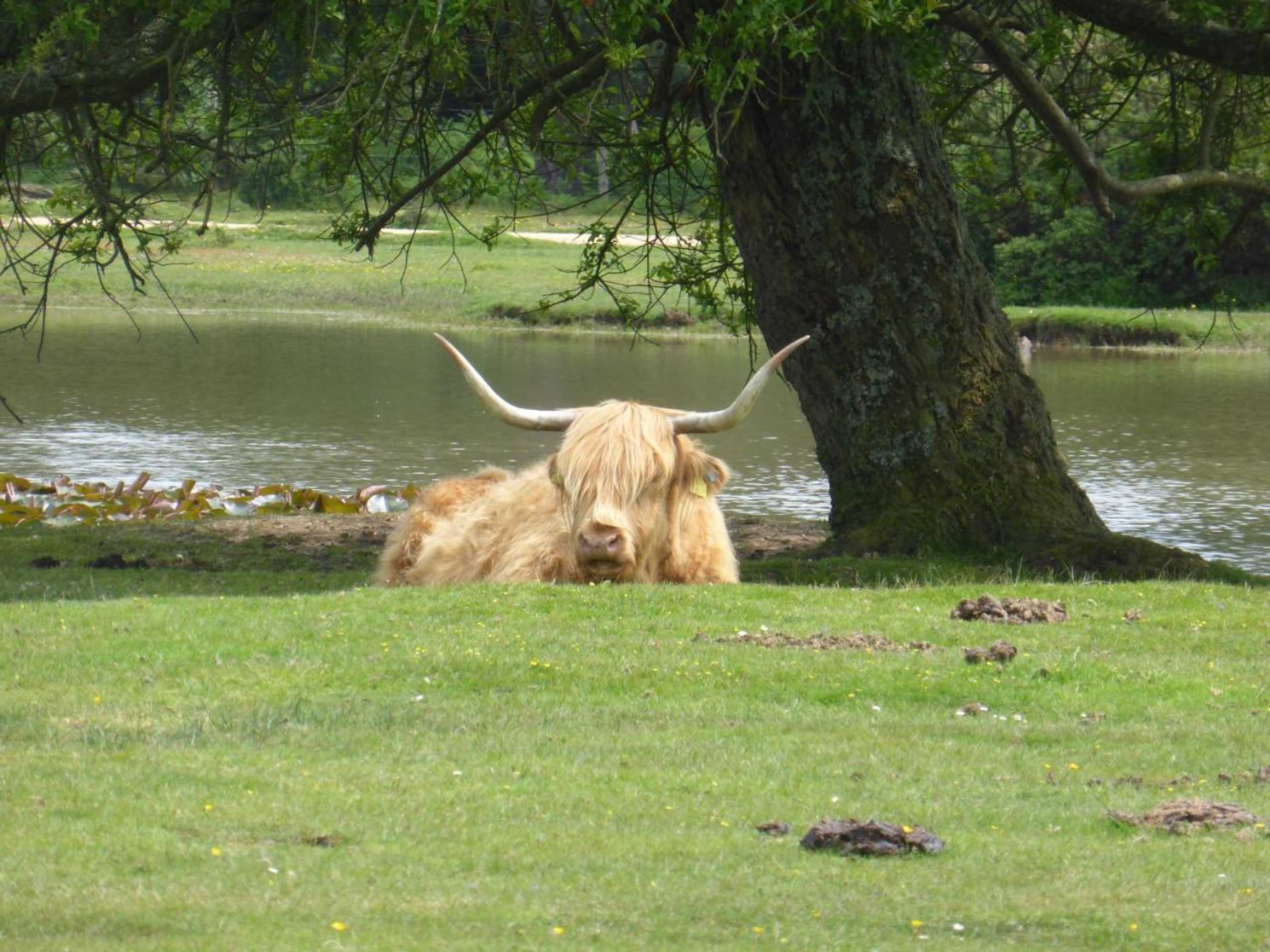 Gift card for Cypress Log Cabins Accommodation Gift card for Cypress Log Cabins Accommodation