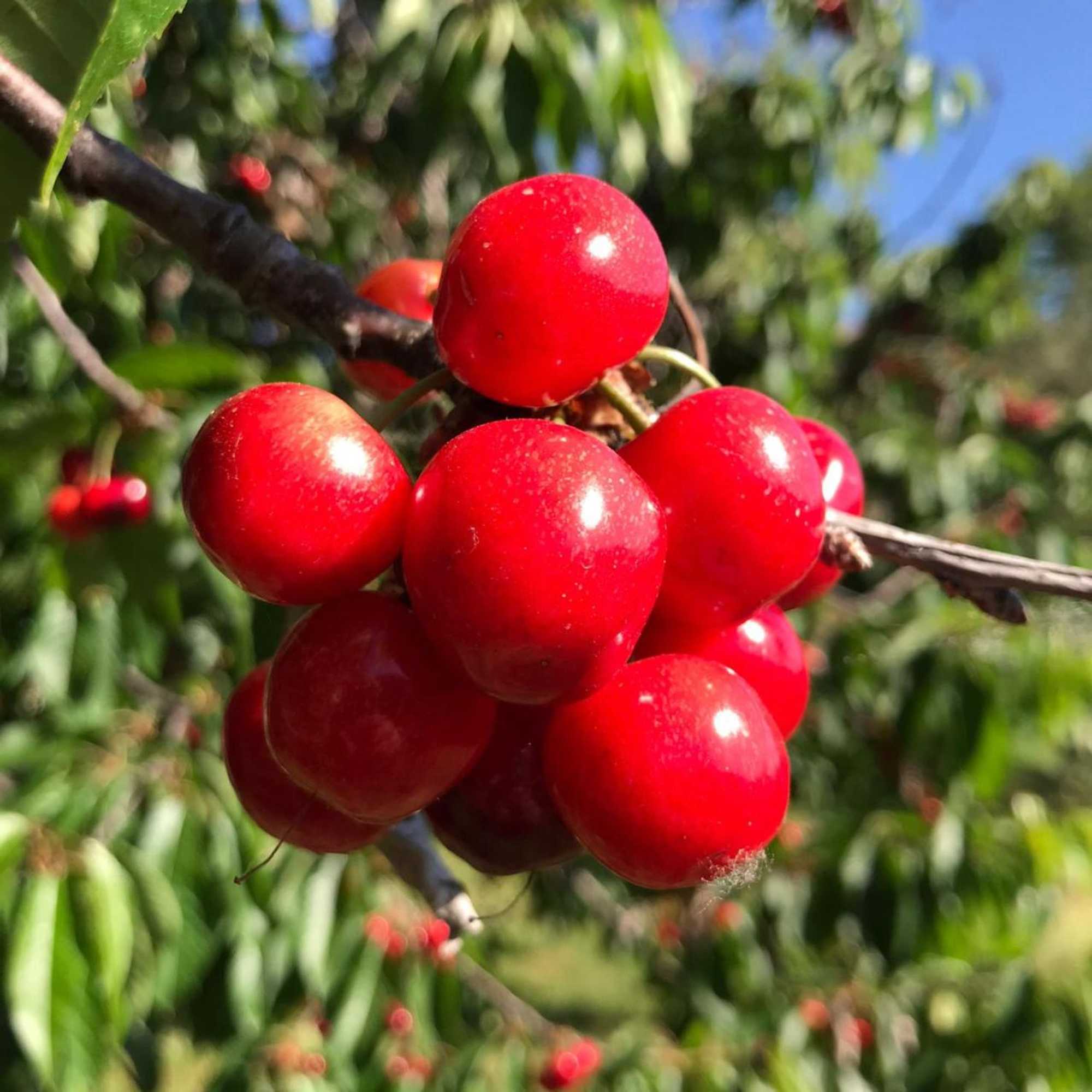 Gift card for Quinta Dos Carvalhos The Wine House Farm in Center of Lamego - Capital of The Douro
