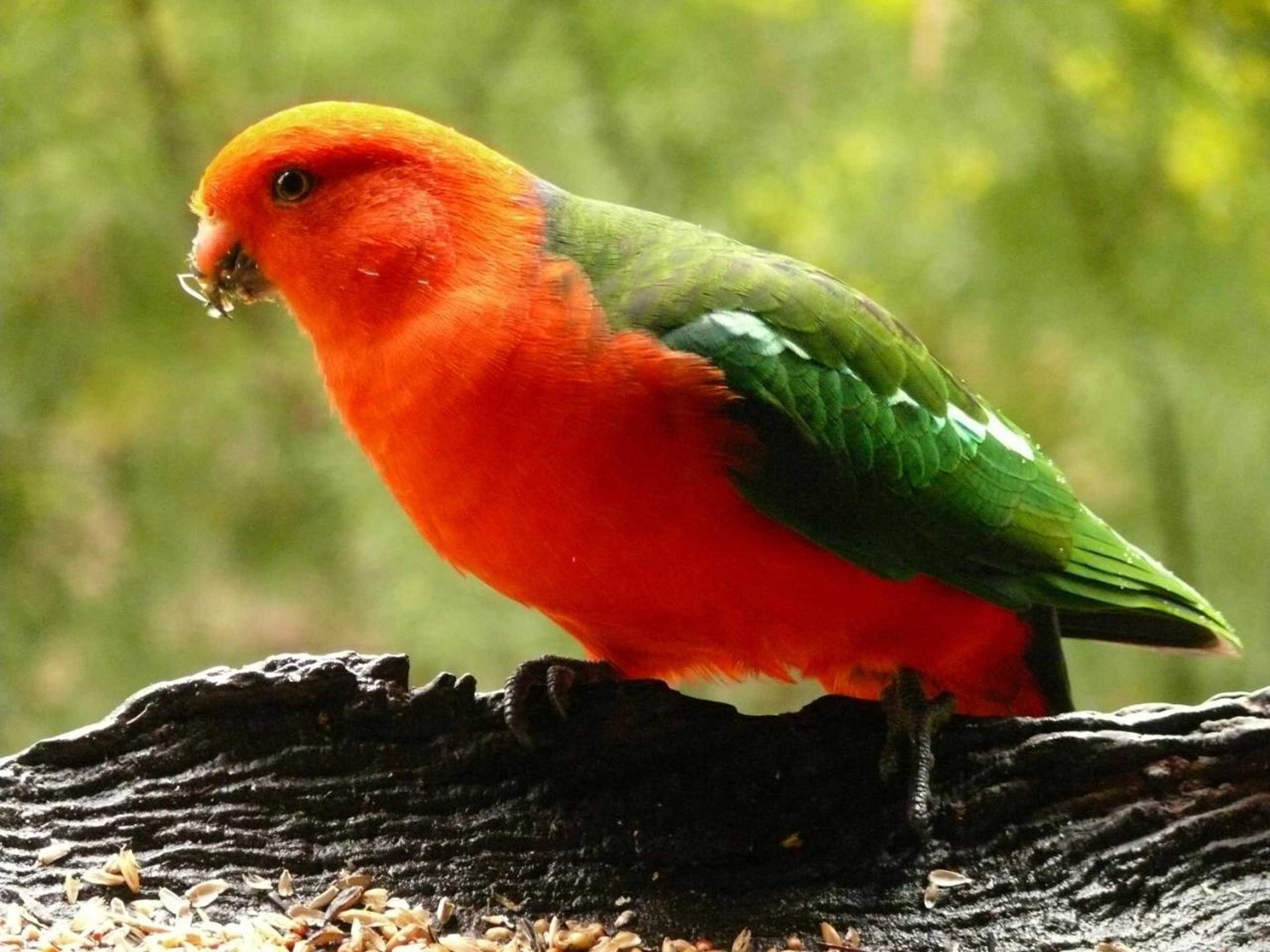 Gift card for The Burrow At Wombat Bend