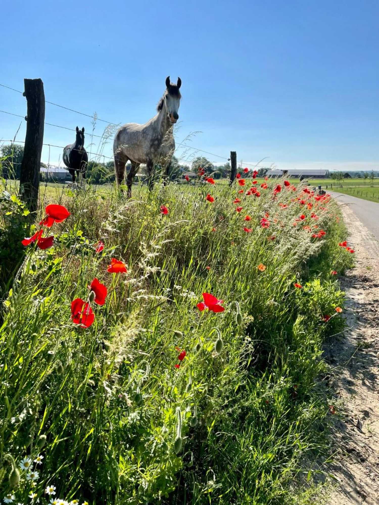 Gift card for Camping Lagewald Vakantiehuis