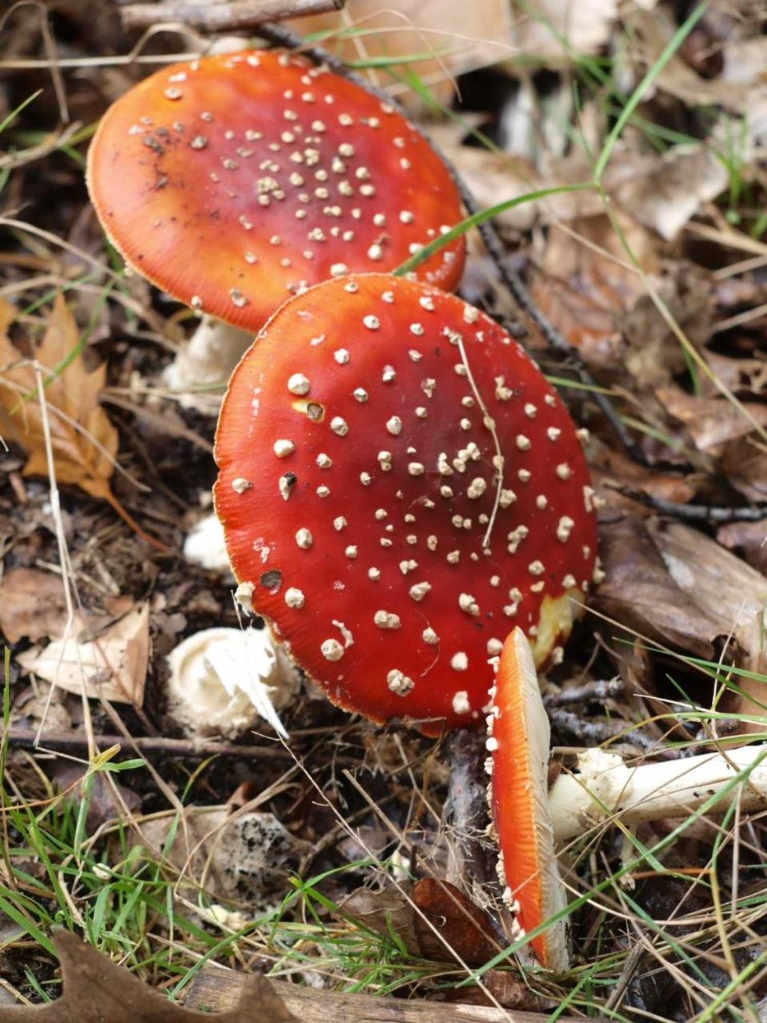 Gift card for Bed En - of Zonder - Breakfast Putten