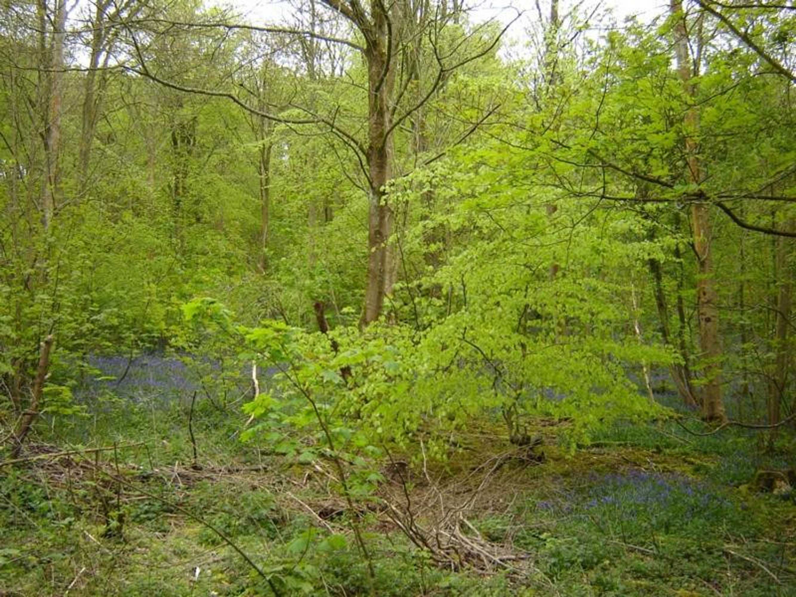 Gift card for Lamb's Knees