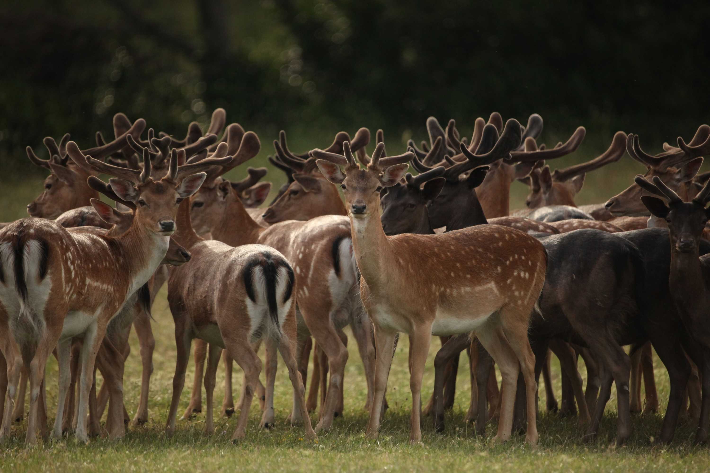 Gift card for Brijuni Rooms Karmen