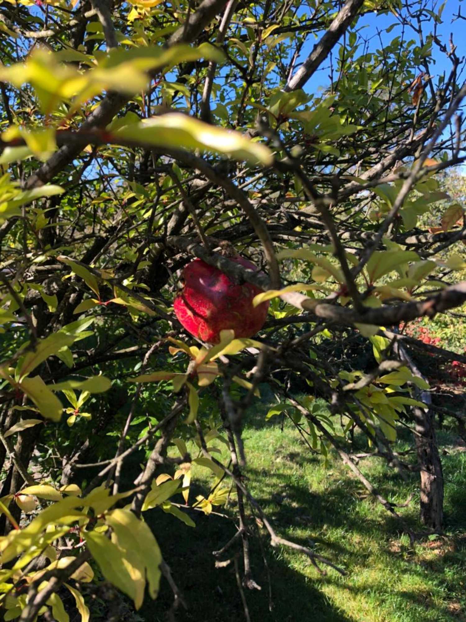 Gift card for Wellness House Oliva With Heated Salt Water Pool, Sauna & Jakuzzi