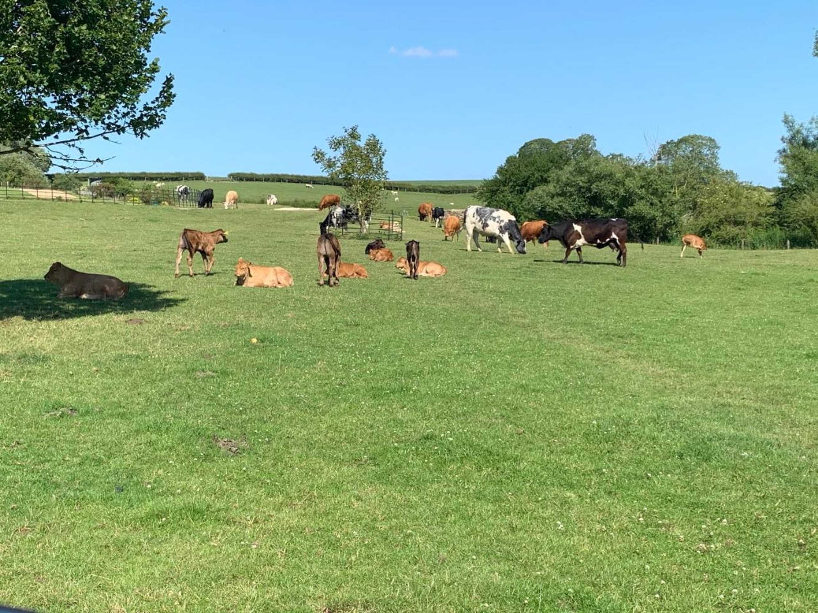 Gift card for Weatherhead Farm