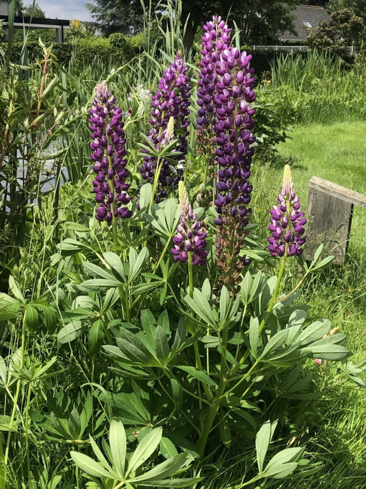 Gift card for B&b Oostzomerland