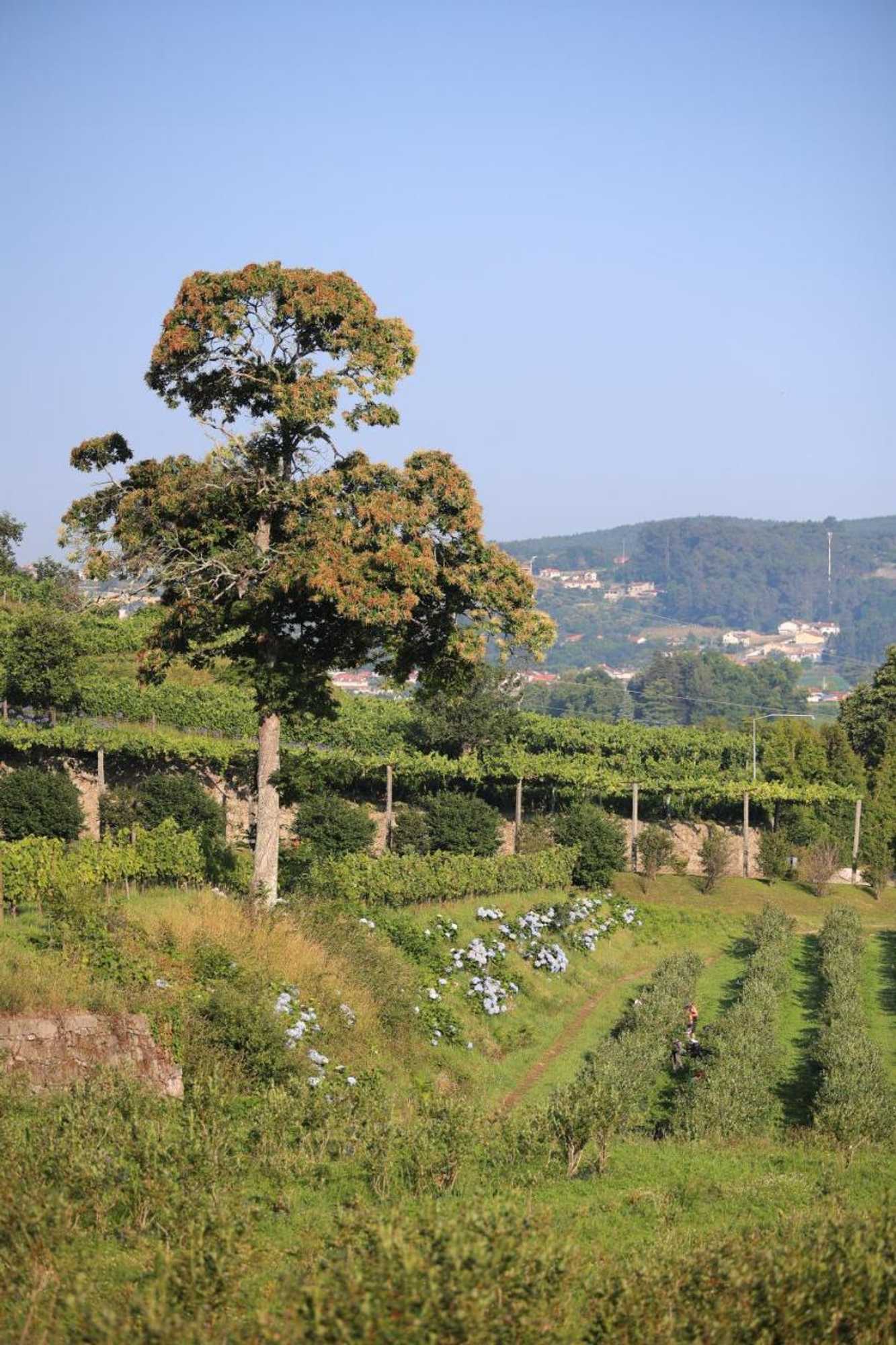 Gift card for Quinta Das Piramides