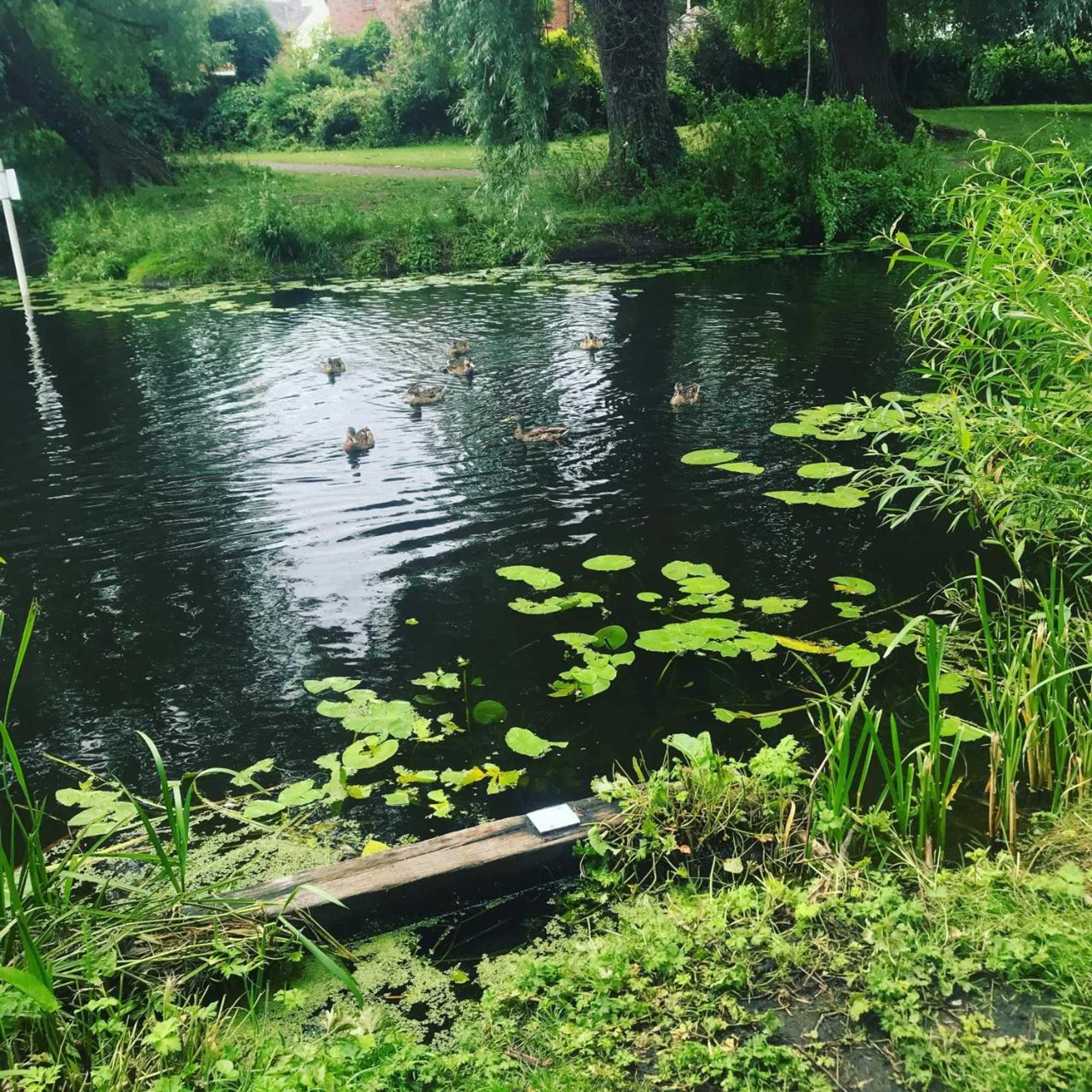 Gift card for The Swan Inn Newport