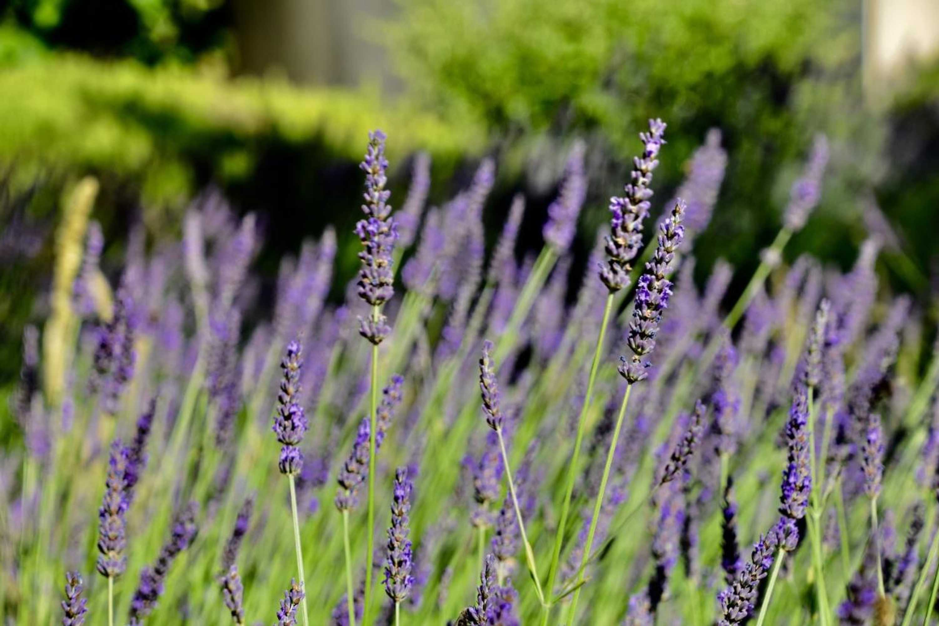 Gift card for Le Jardin Des Amandiers