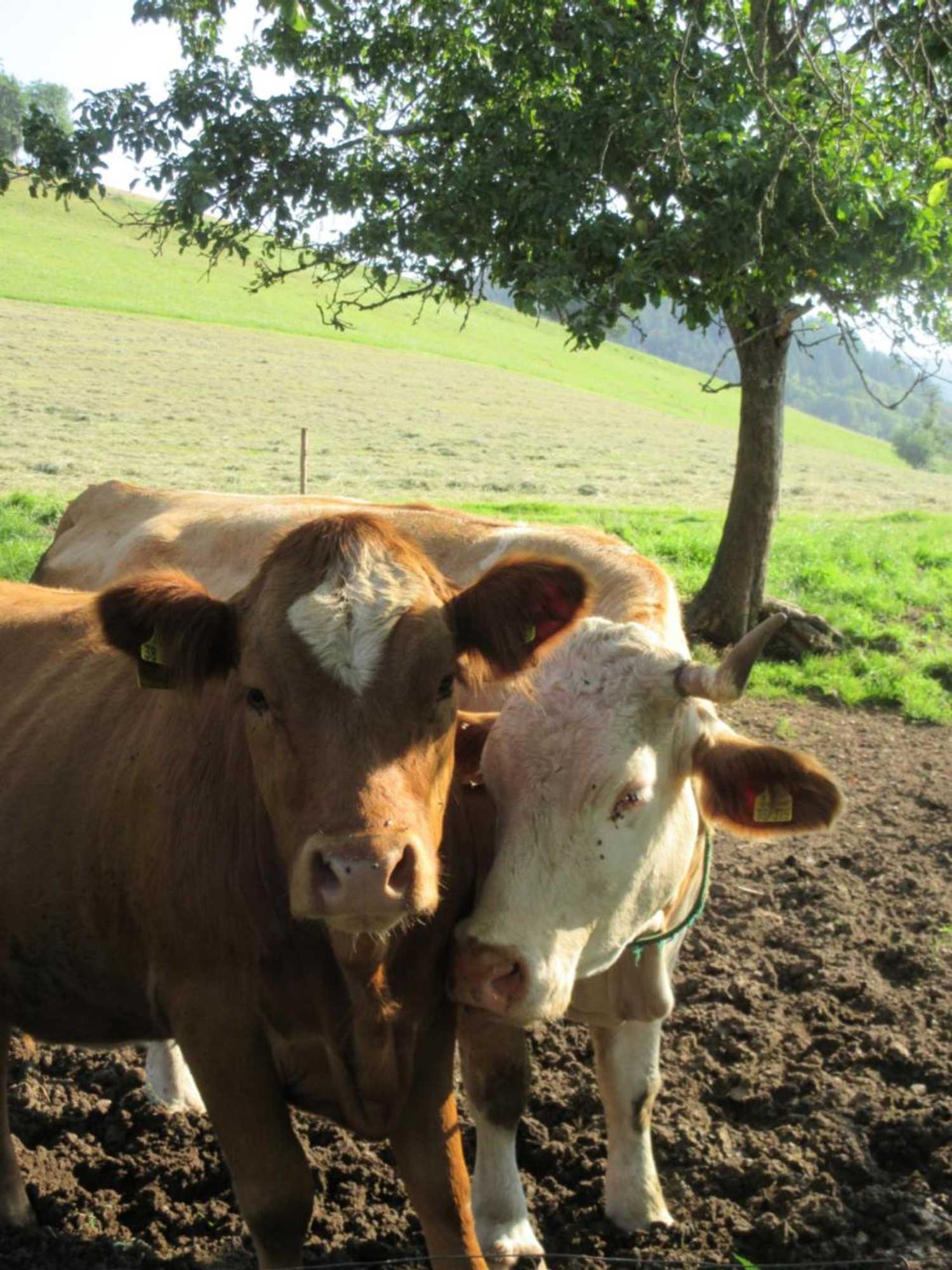 Gift card for Wehrlemartinshof