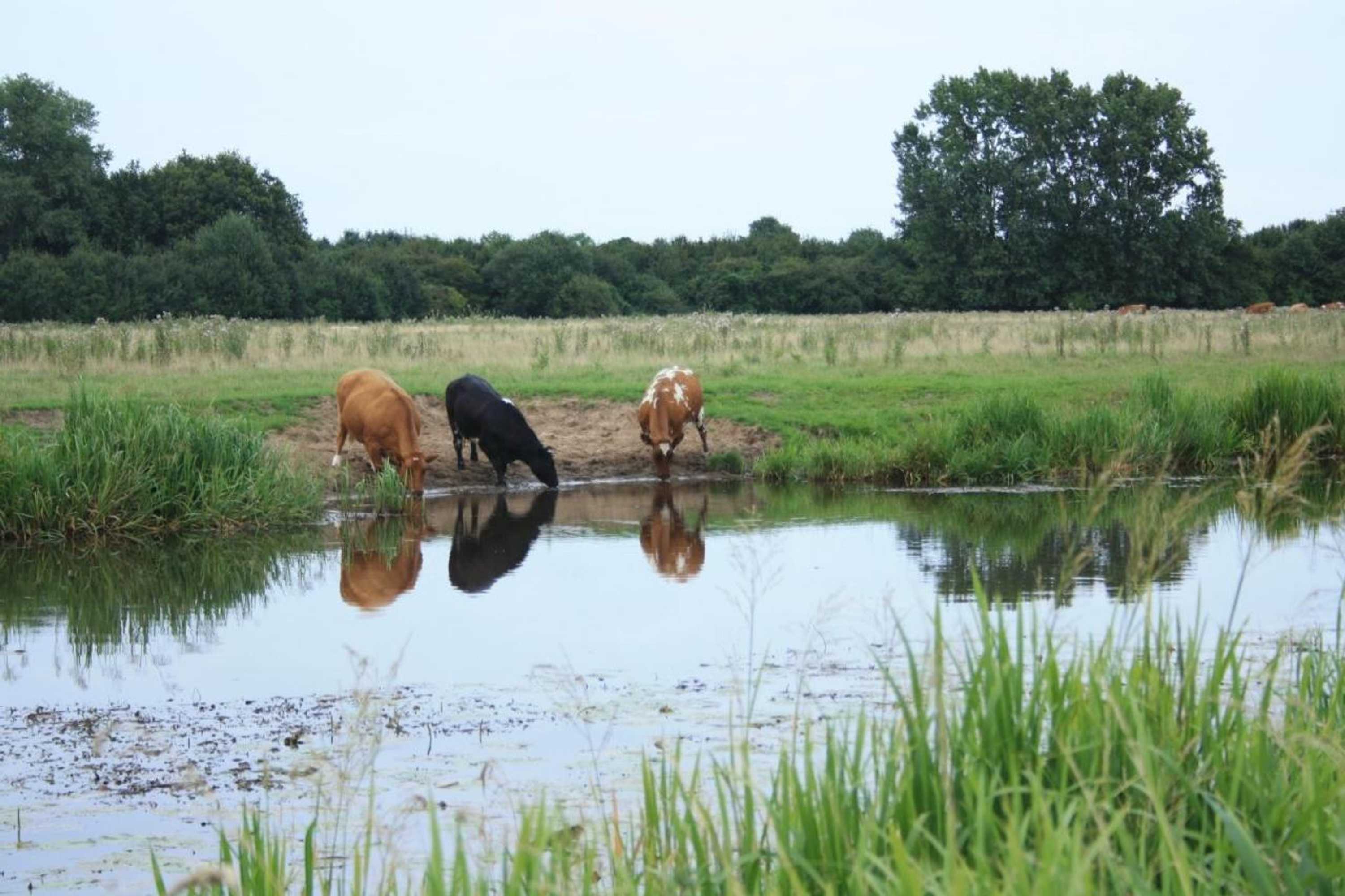 Gift card for Motel Koolen