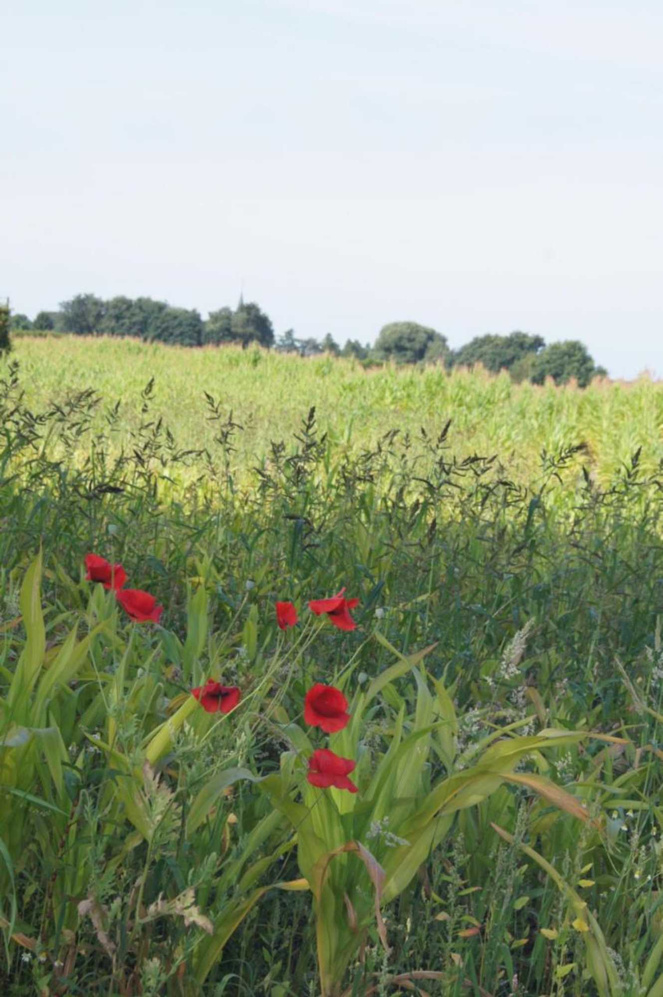 Gift card for B&b Het Wouwe