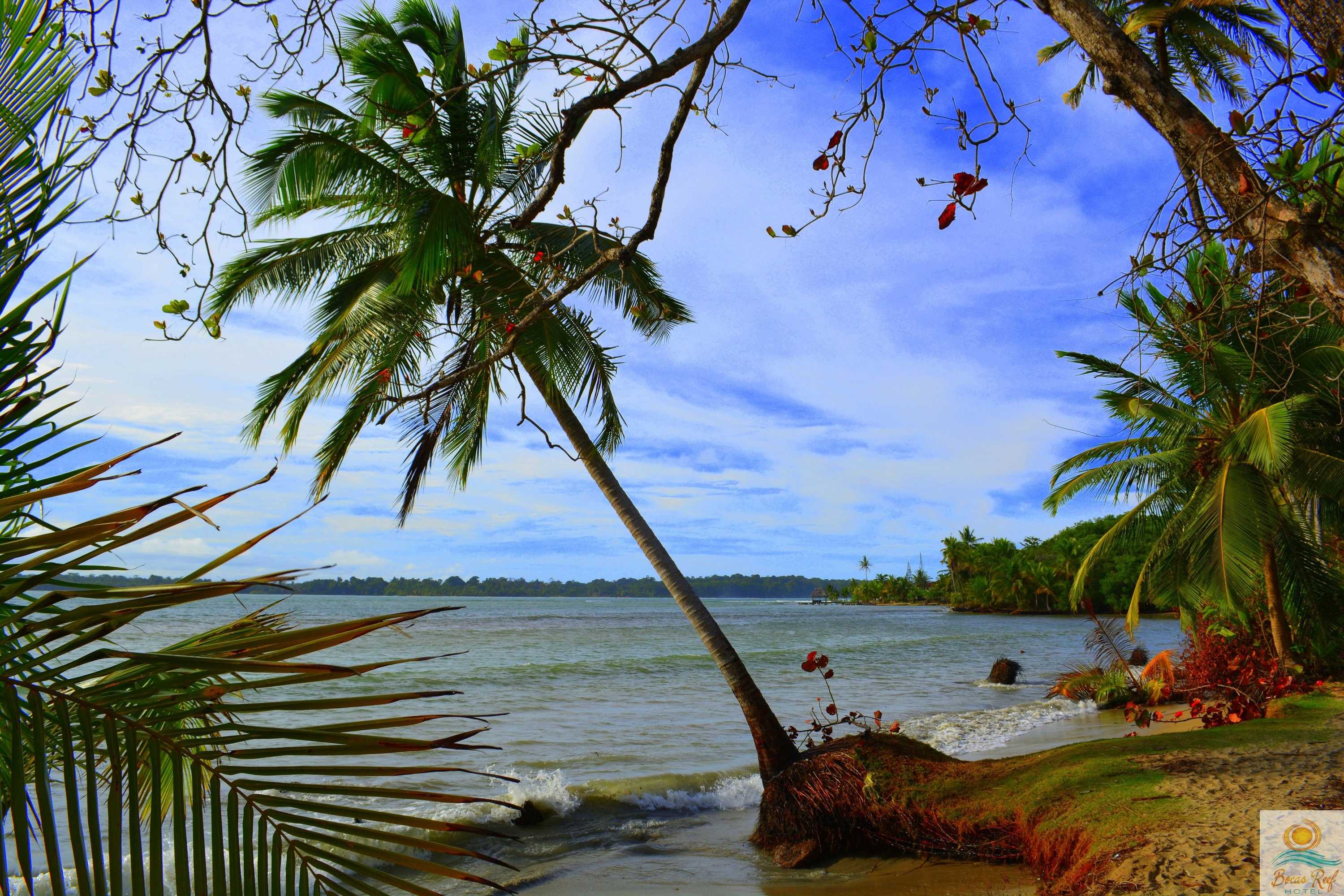 Gift card for Bocas Reef Hotel Gift card for Bocas Reef Hotel