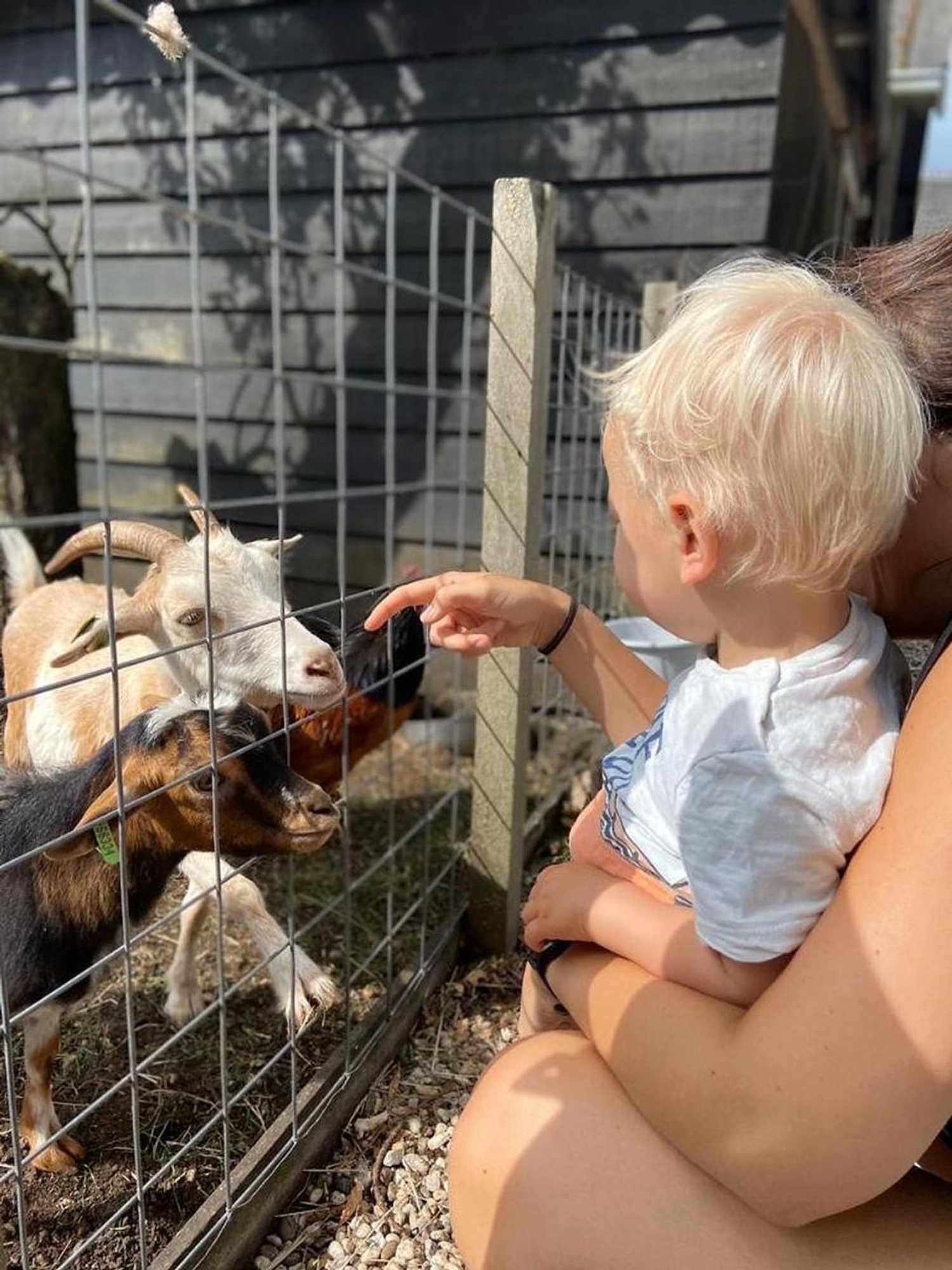 Gift card for Ruyge Weyde Logies, Eco Farm