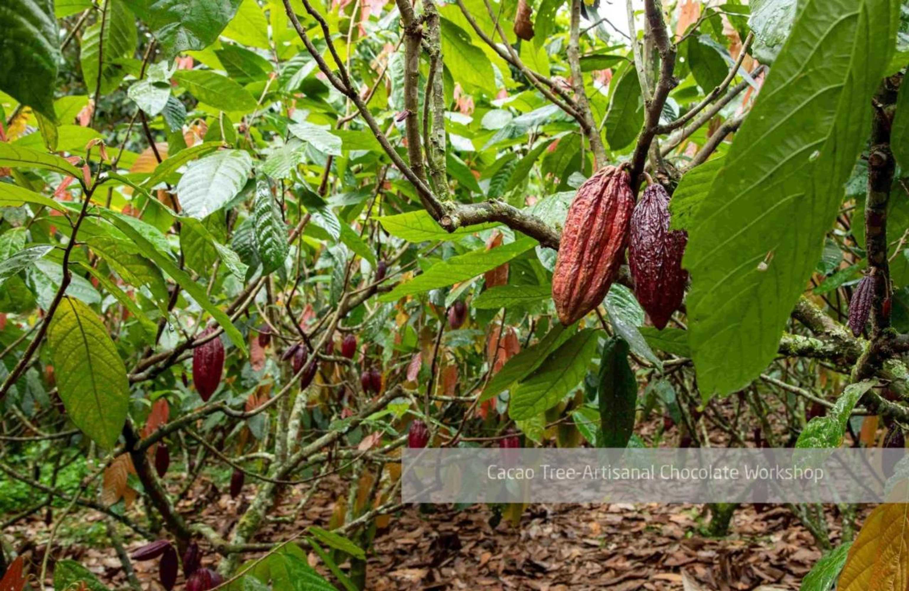 Gift card for Hacienda Venecia Coffee Farm Hotel Gift card for Hacienda Venecia Coffee Farm Hotel