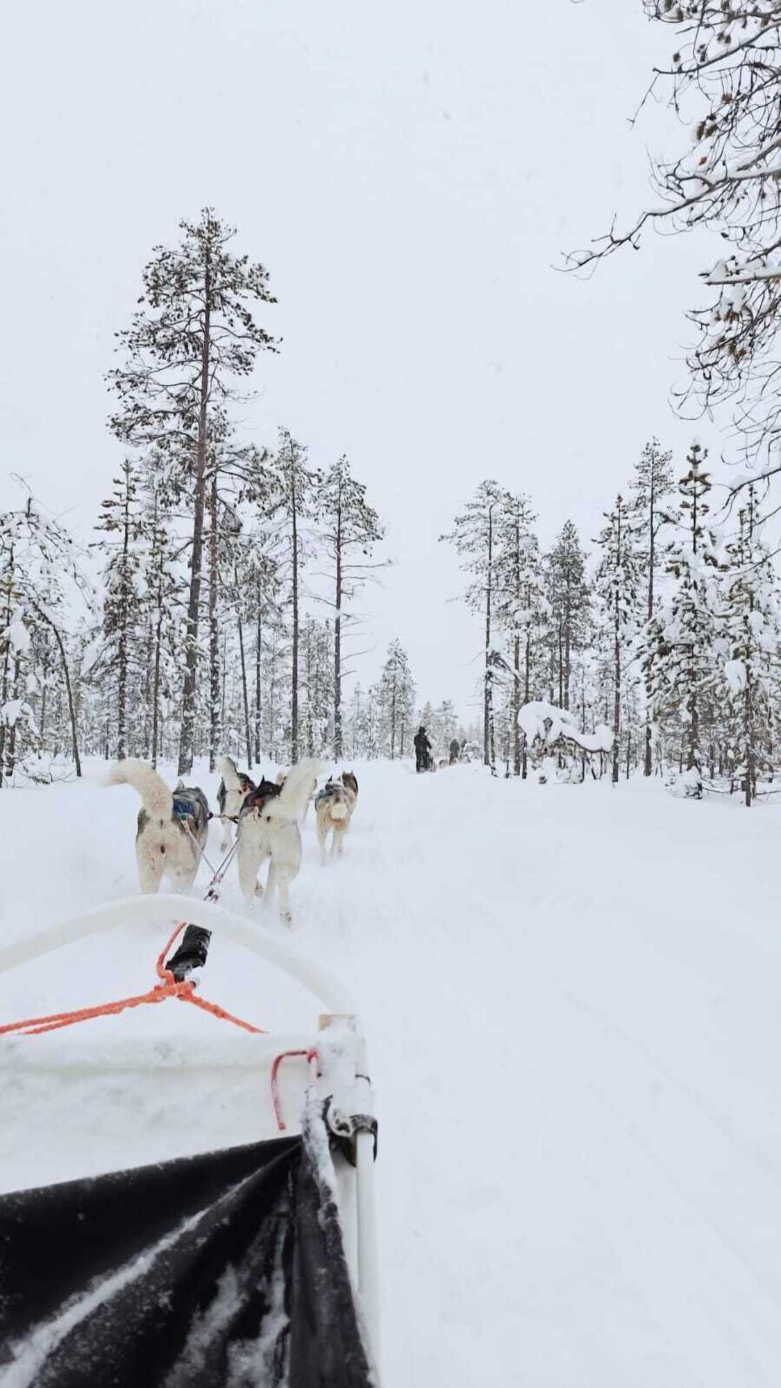 Gift card for Reindeer Manor Levi Gift card for Reindeer Manor Levi