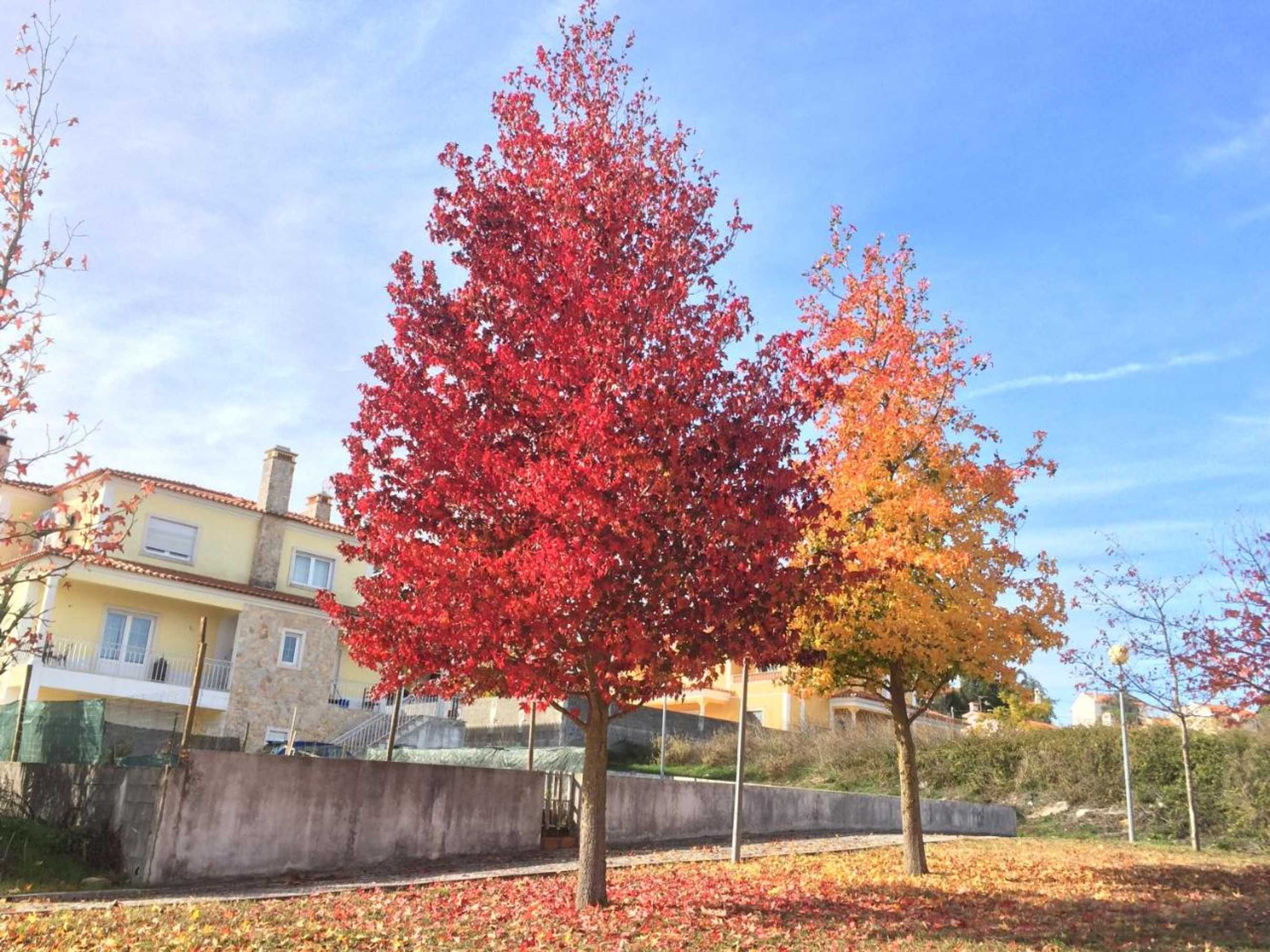 Gift card for Templar Secrets House