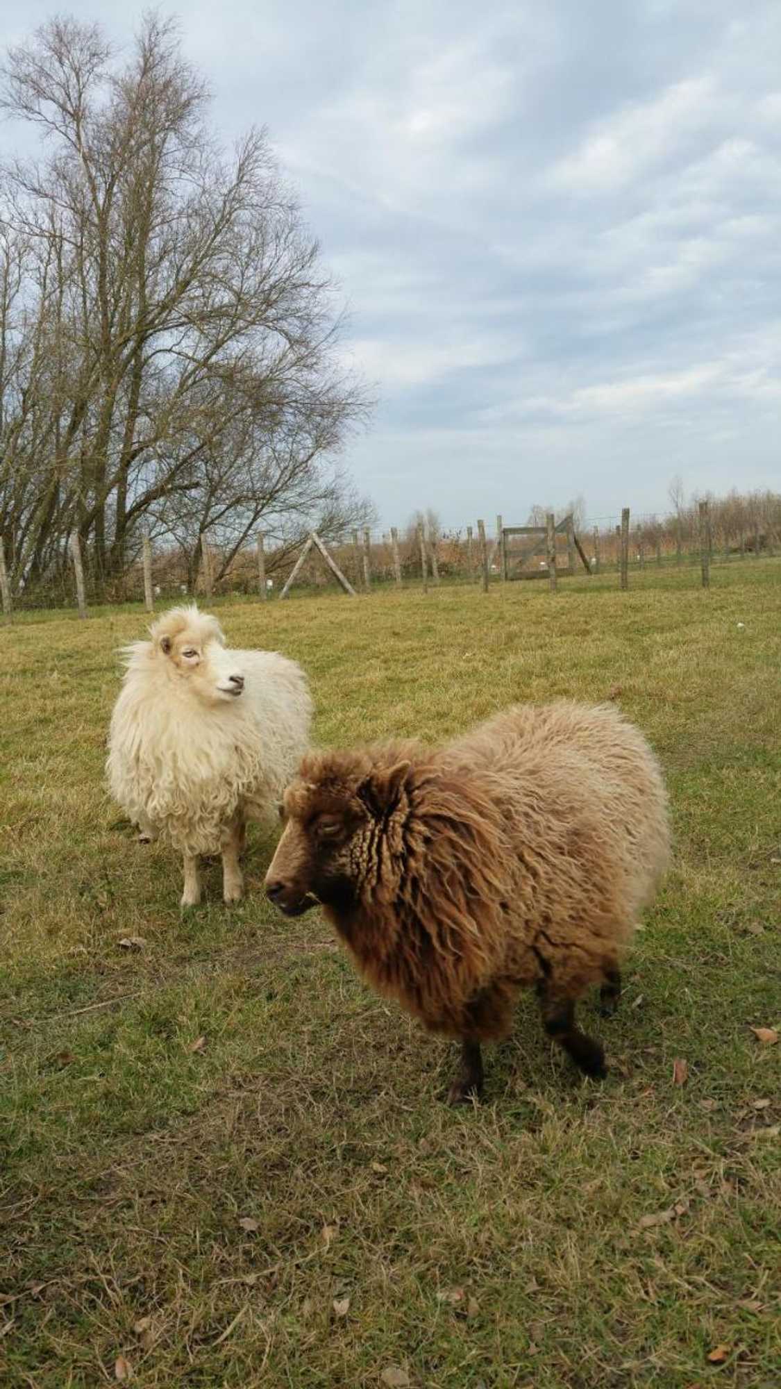 Gift card for De Brabantse Biesbosch