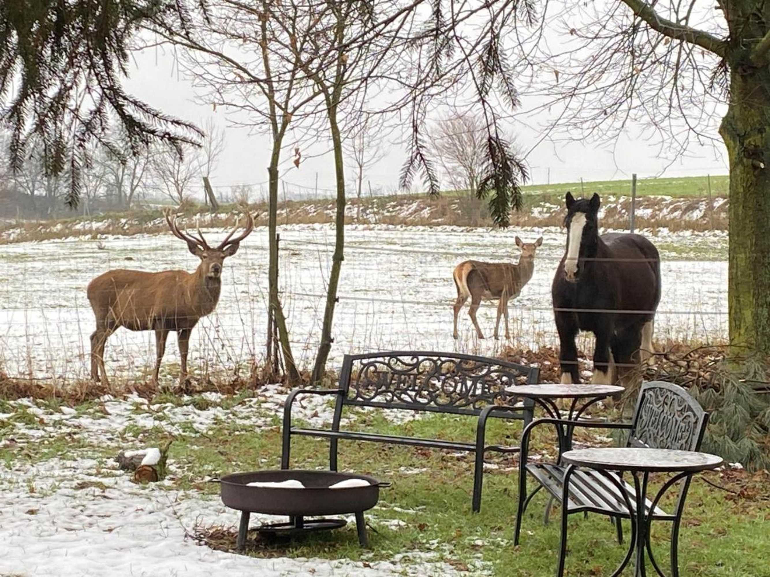 Gift card for Vanilla Hof