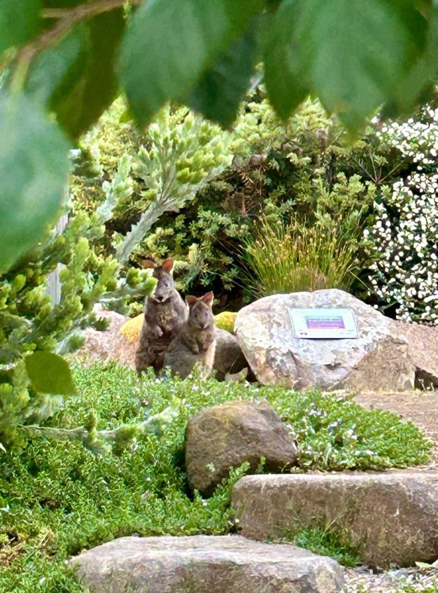 Gift card for Hobart Hideaway Pods