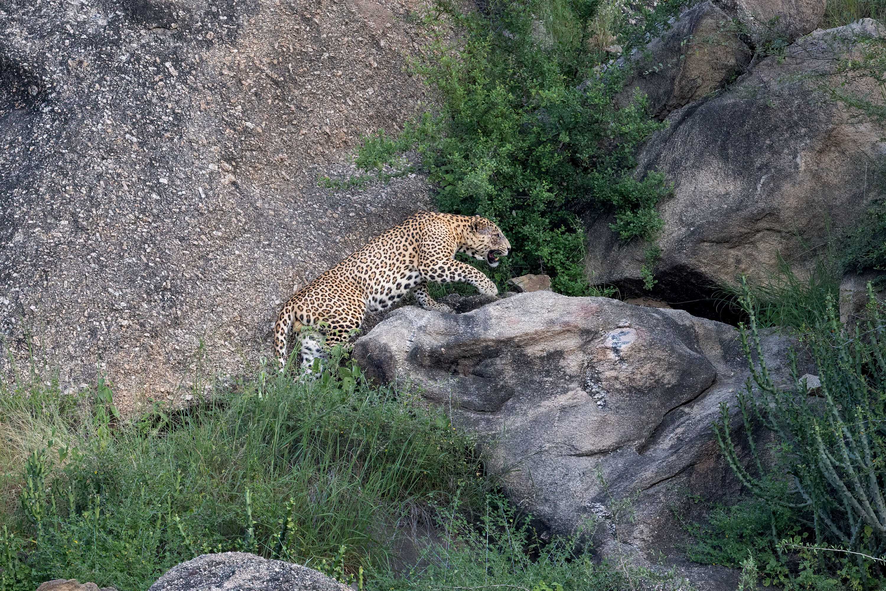 Gift card for The Rawla Narlai - A Luxury Heritage Stay in Leopard Country Gift card for The Rawla Narlai - A Luxury Heritage Stay in Leopard Country