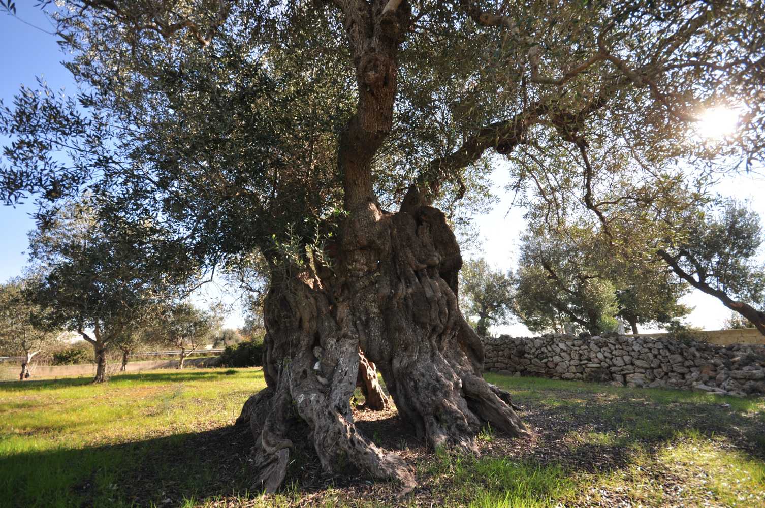 Gift card for Felline In Bed&breakfast Dimora di Charme el Salento