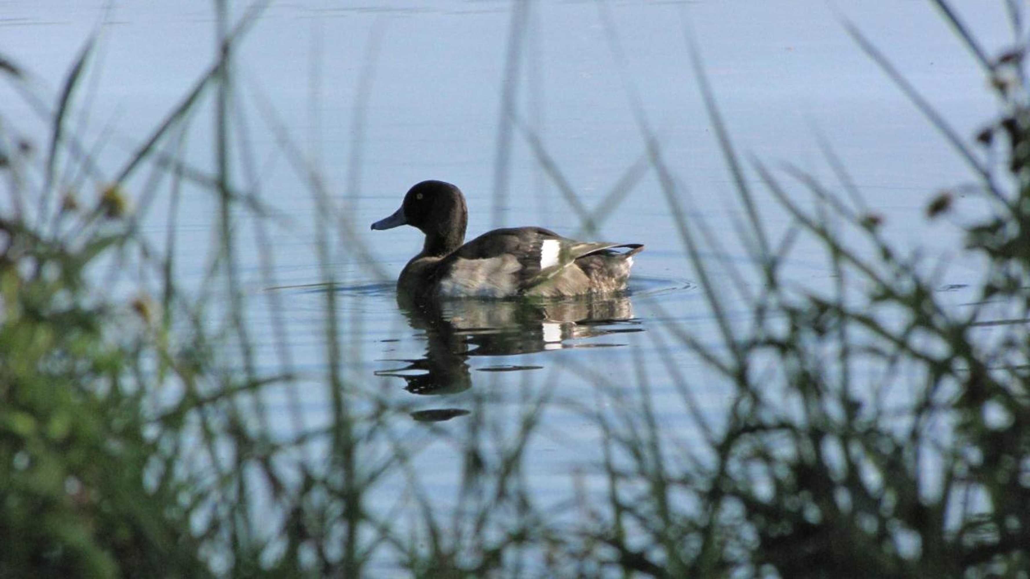 Gift card for Hotel Le Caballin