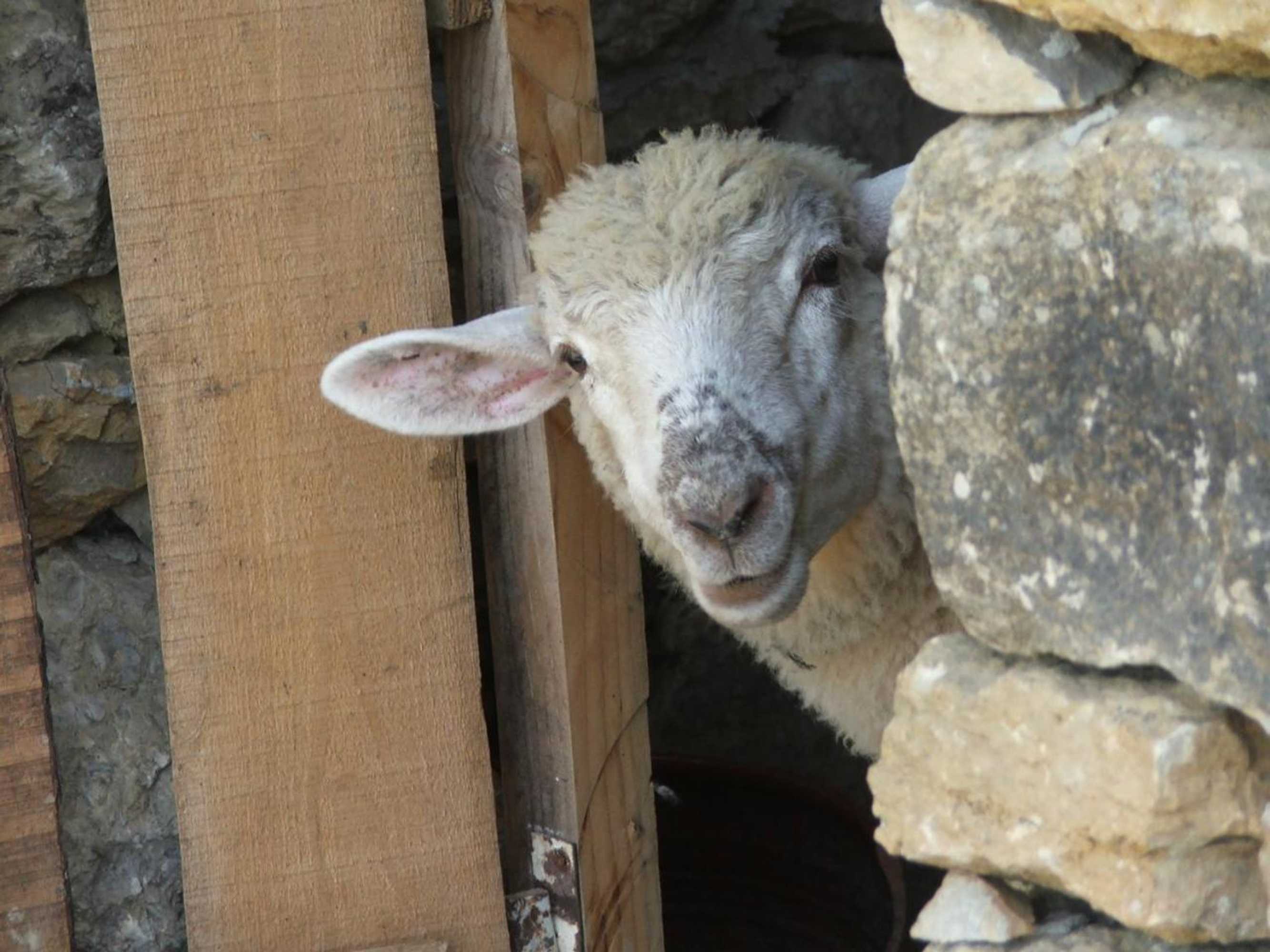 Gift card for Aldeia da Mata Pequena